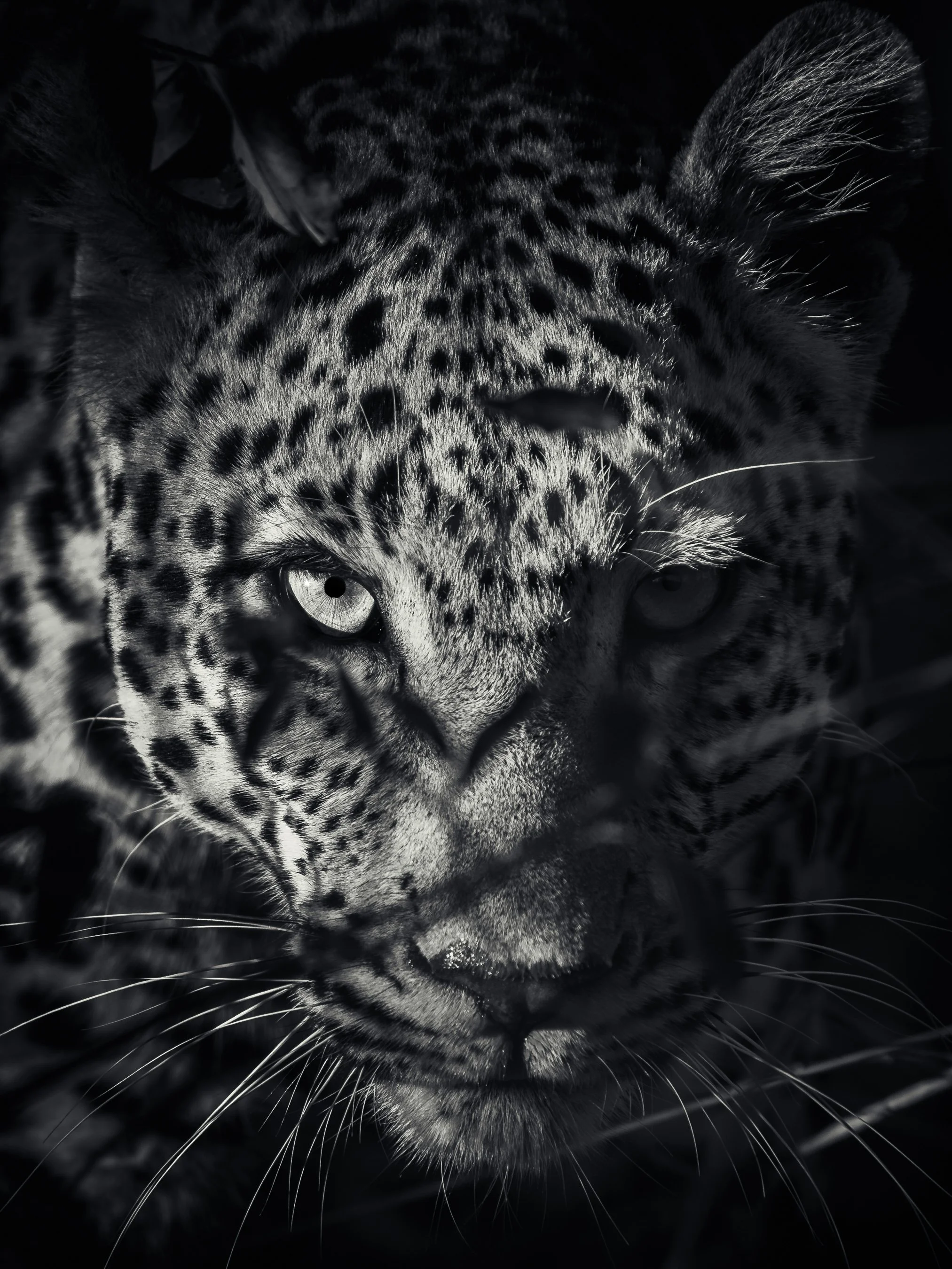In the Shadows