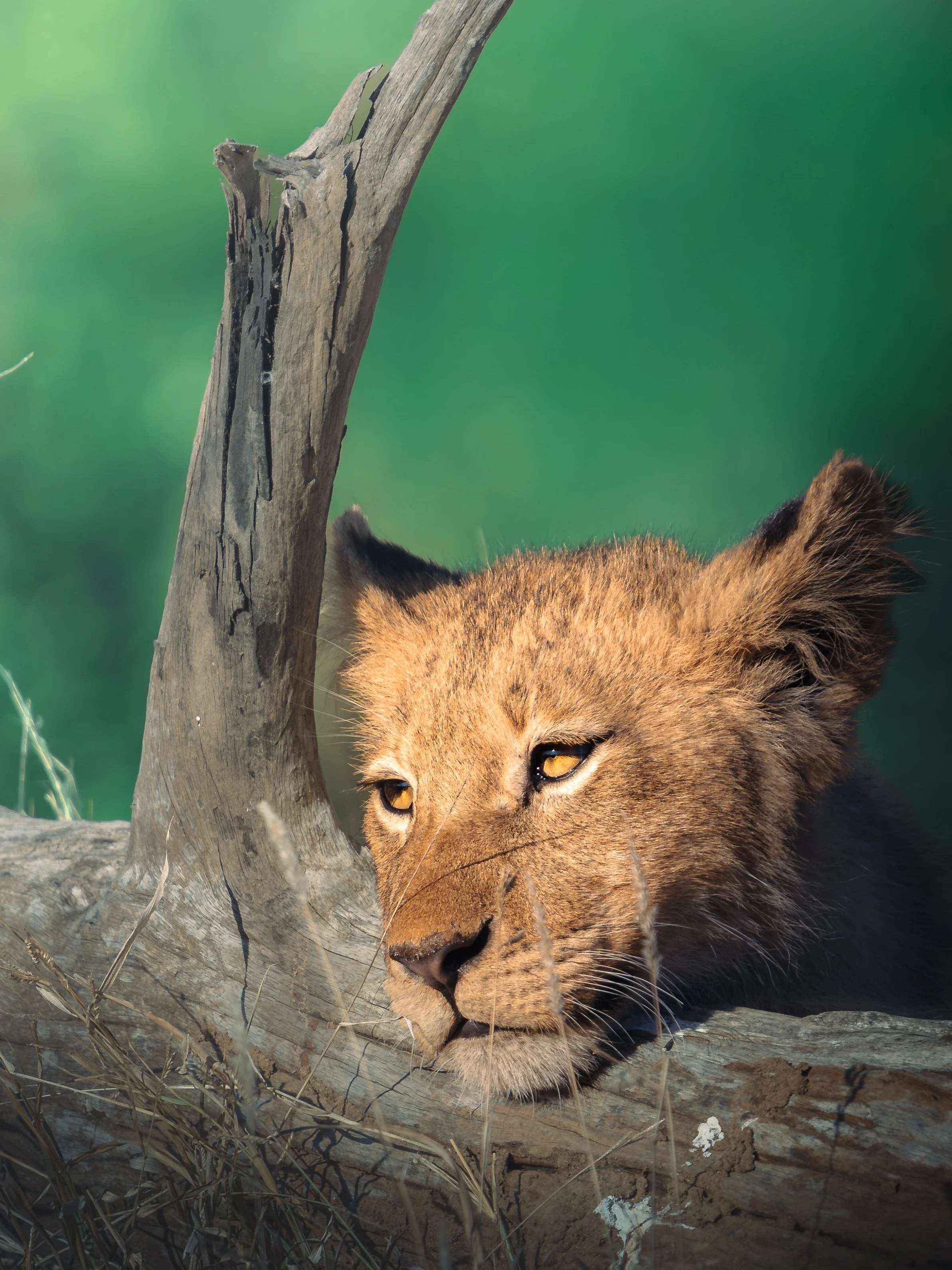 Close-up of a lioness lying on the ground beside a fallen tree trunk with a green blurred background.