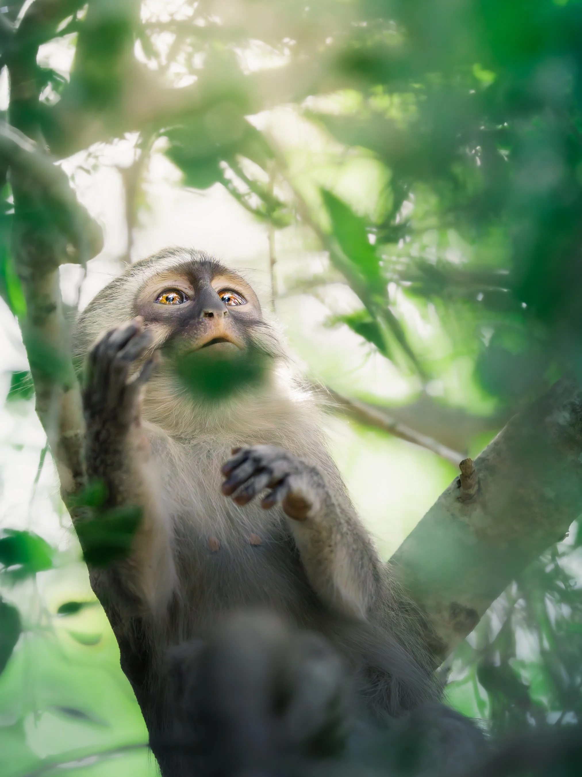 A small monkey sitting on a tree branch surrounded by green leaves, gazing upwards.