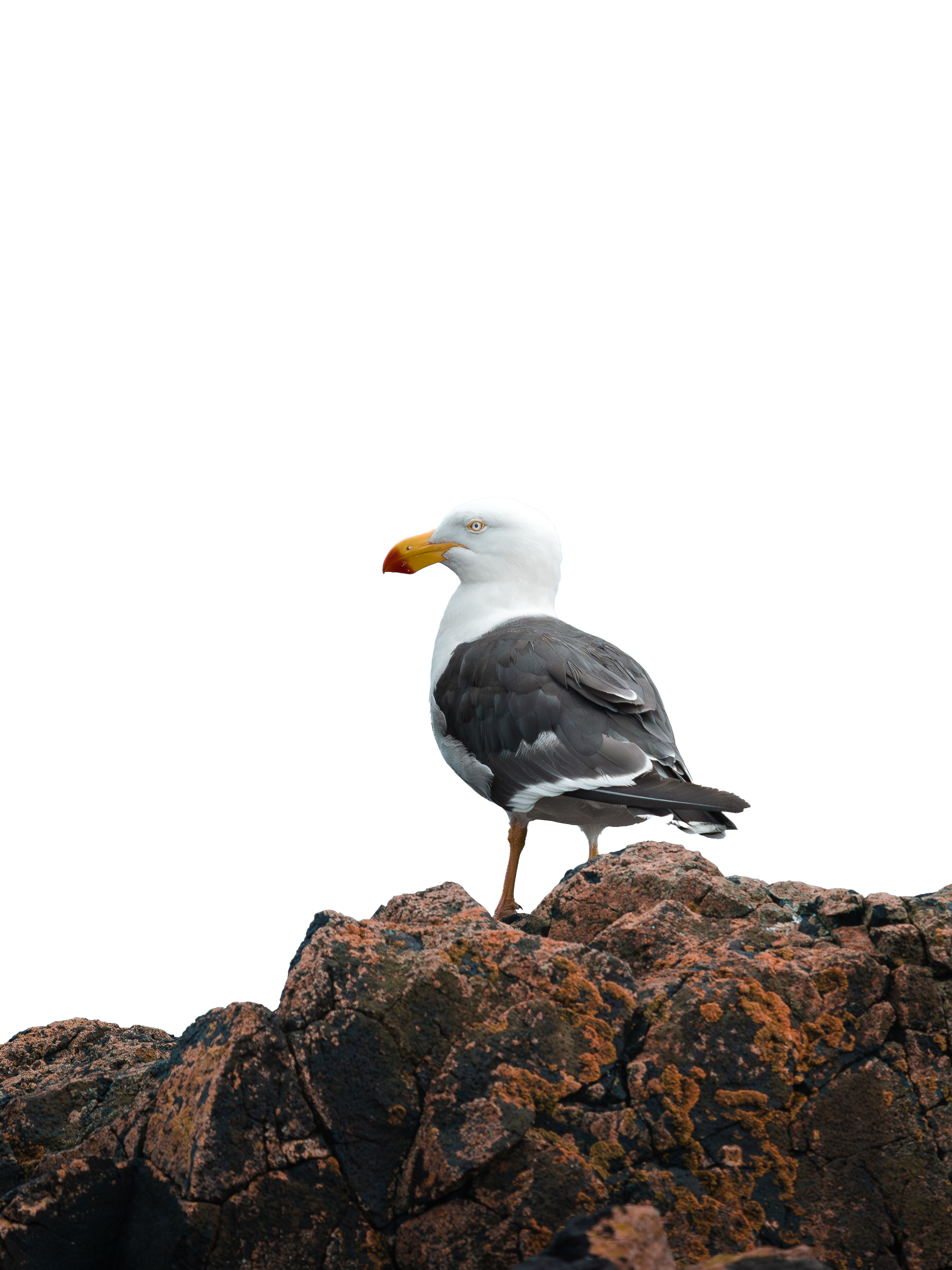 A bird standing on a rock with a background of rocks and a blue sky.
