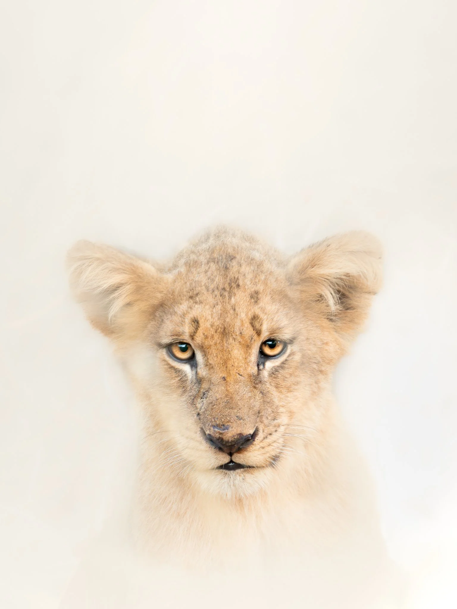 Close-up of a lion cub's face with piercing eyes, light fur, and a white background.