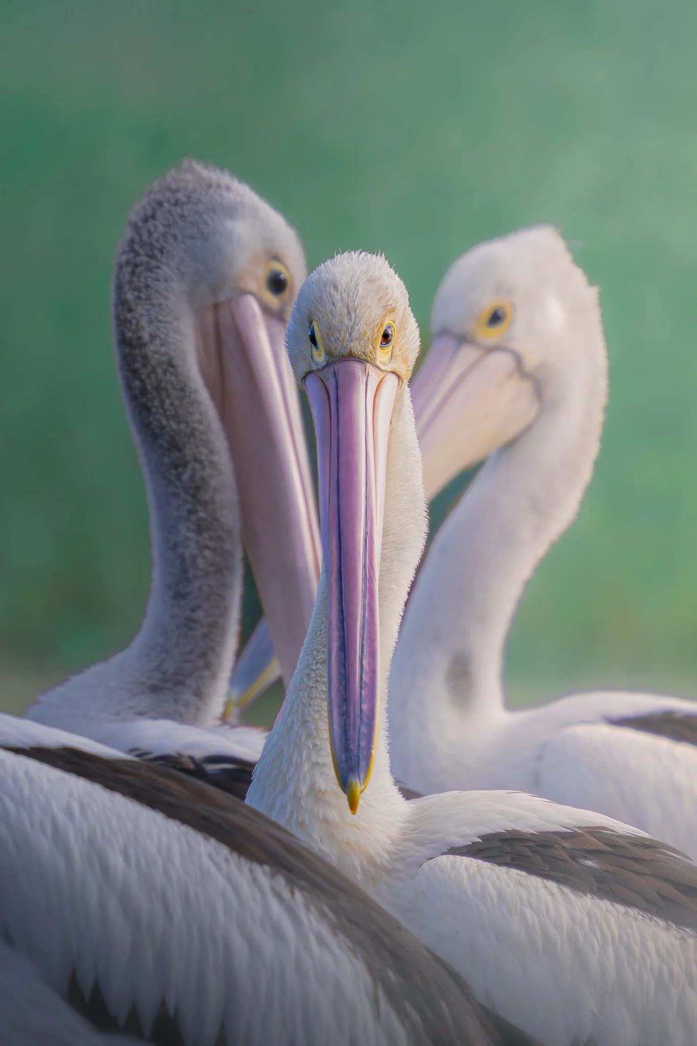 Close-up of three white pelicans with their long, pinkish beaks and yellow eyes, standing together against a blurred green background.