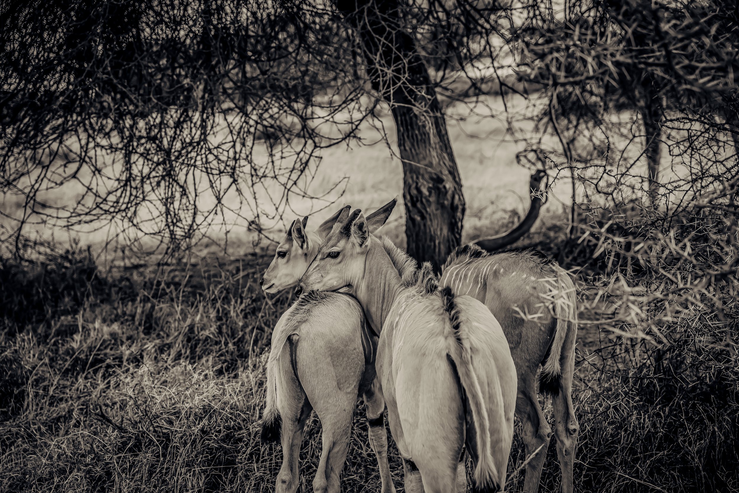 Group of wild horses standing near a tree in a grassy area, surrounded by dense, leafless branches, in black and white.