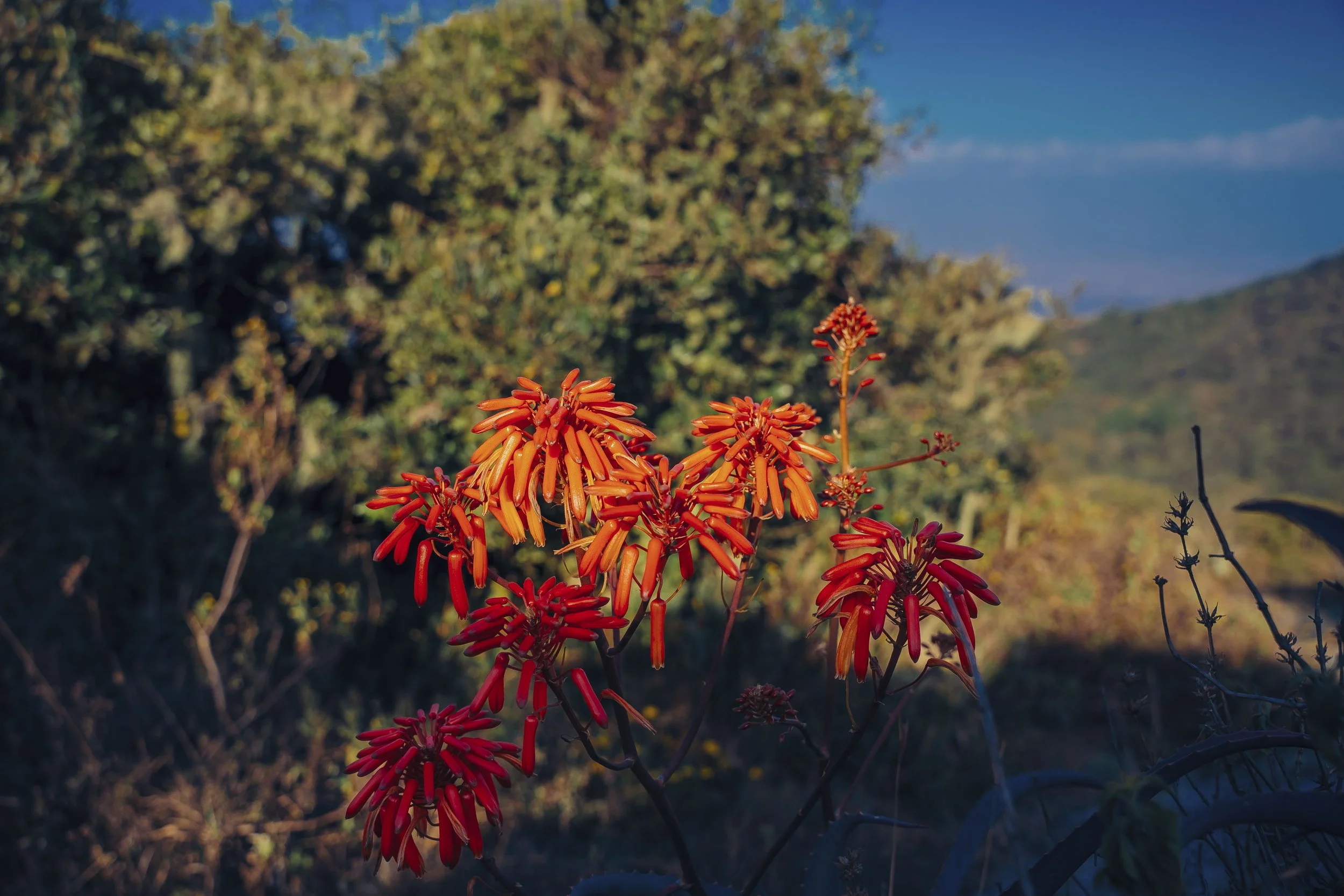 Red tubular flowers with thin leaves in a natural outdoor setting, with a blurred background of trees, blue sky, and distant hills.