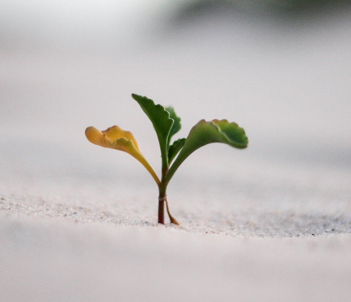 Turning Early Ambition into a Focused Growth Plan