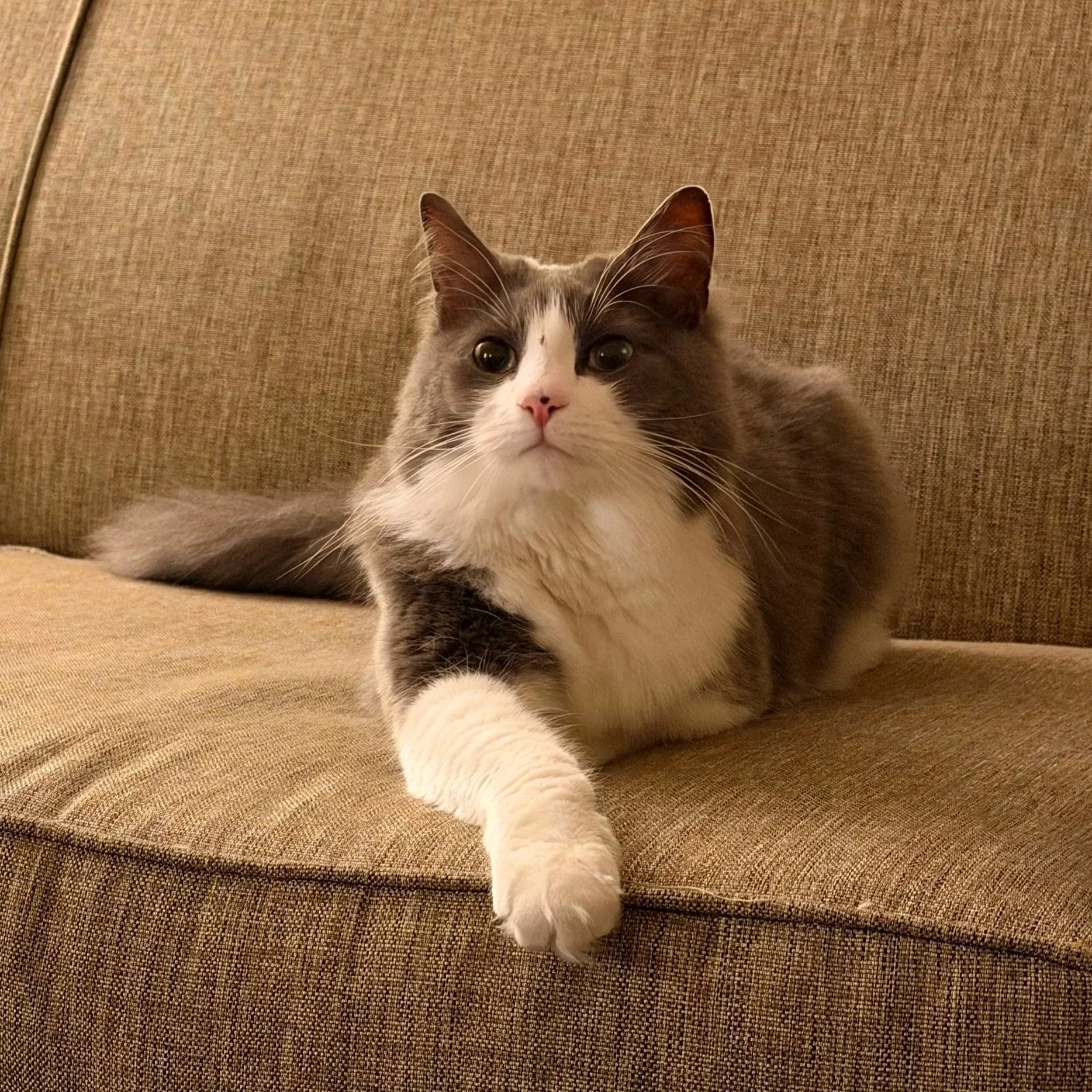Close-up of a gray and white cat lying on a brown textured sofa, looking towards the camera.