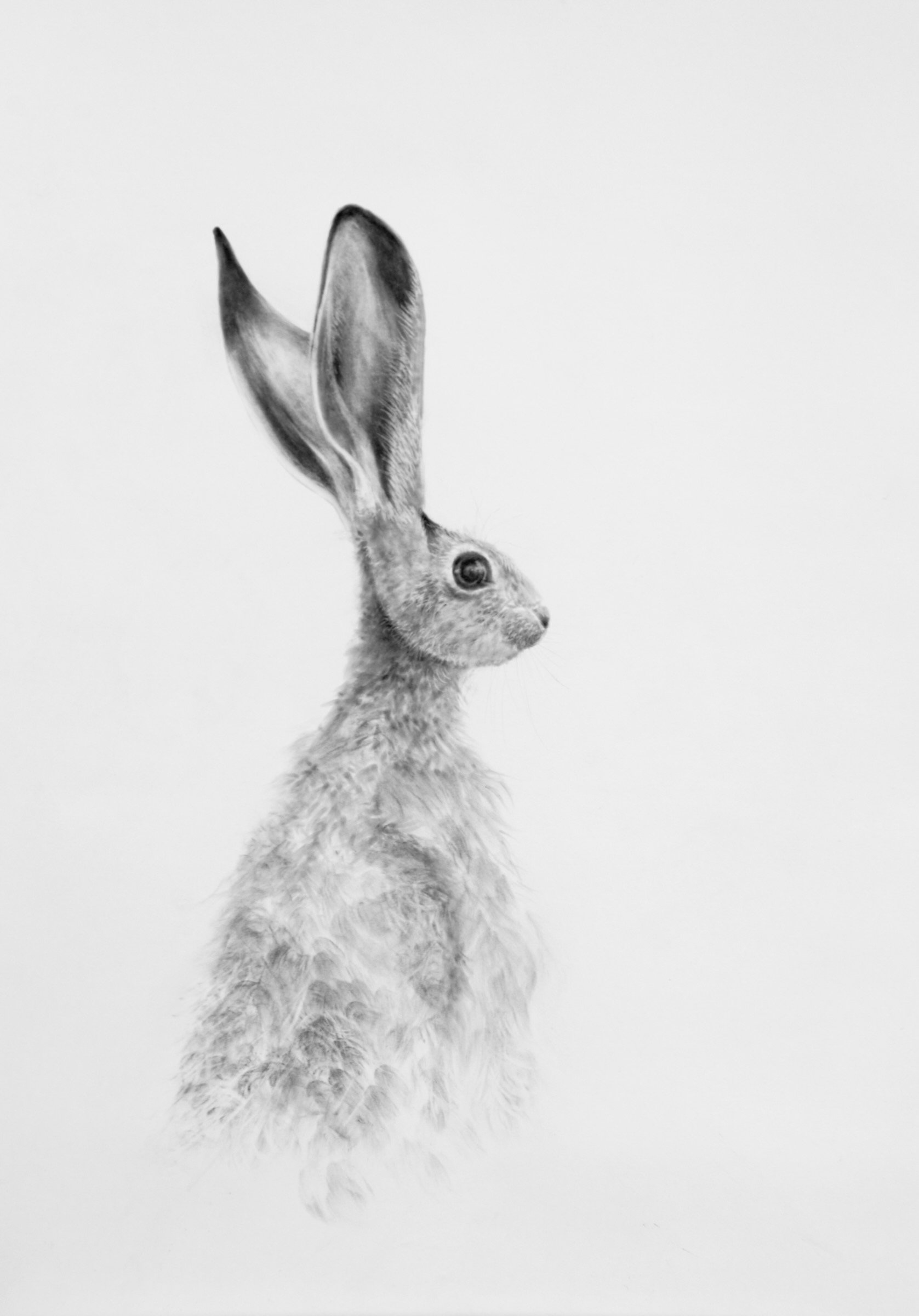 Detailed charcoal drawing of a hare in side profile with tall, alert ears by Fiona Ison.