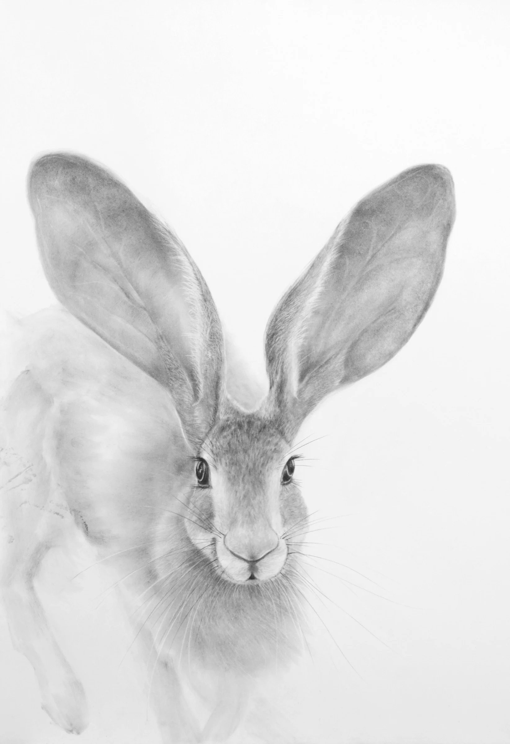 An intimate charcoal study dominated by the hare’s expressive face and sweeping ears. Delicate whiskers and finely observed fur emerge from softer, quieter marks, creating a portrait that feels alert, gentle and closely connected to the viewer.