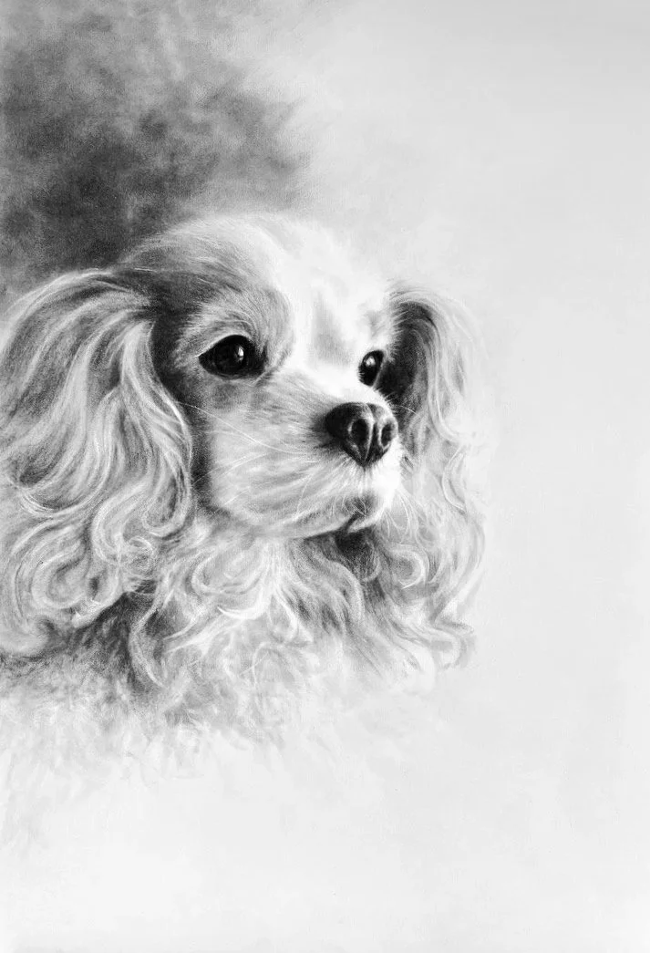 A gentle charcoal portrait capturing Charlie’s soft expression and quiet, affectionate nature. Fine layered marks build the texture of his coat, while the carefully observed eyes give the portrait its warmth and character.