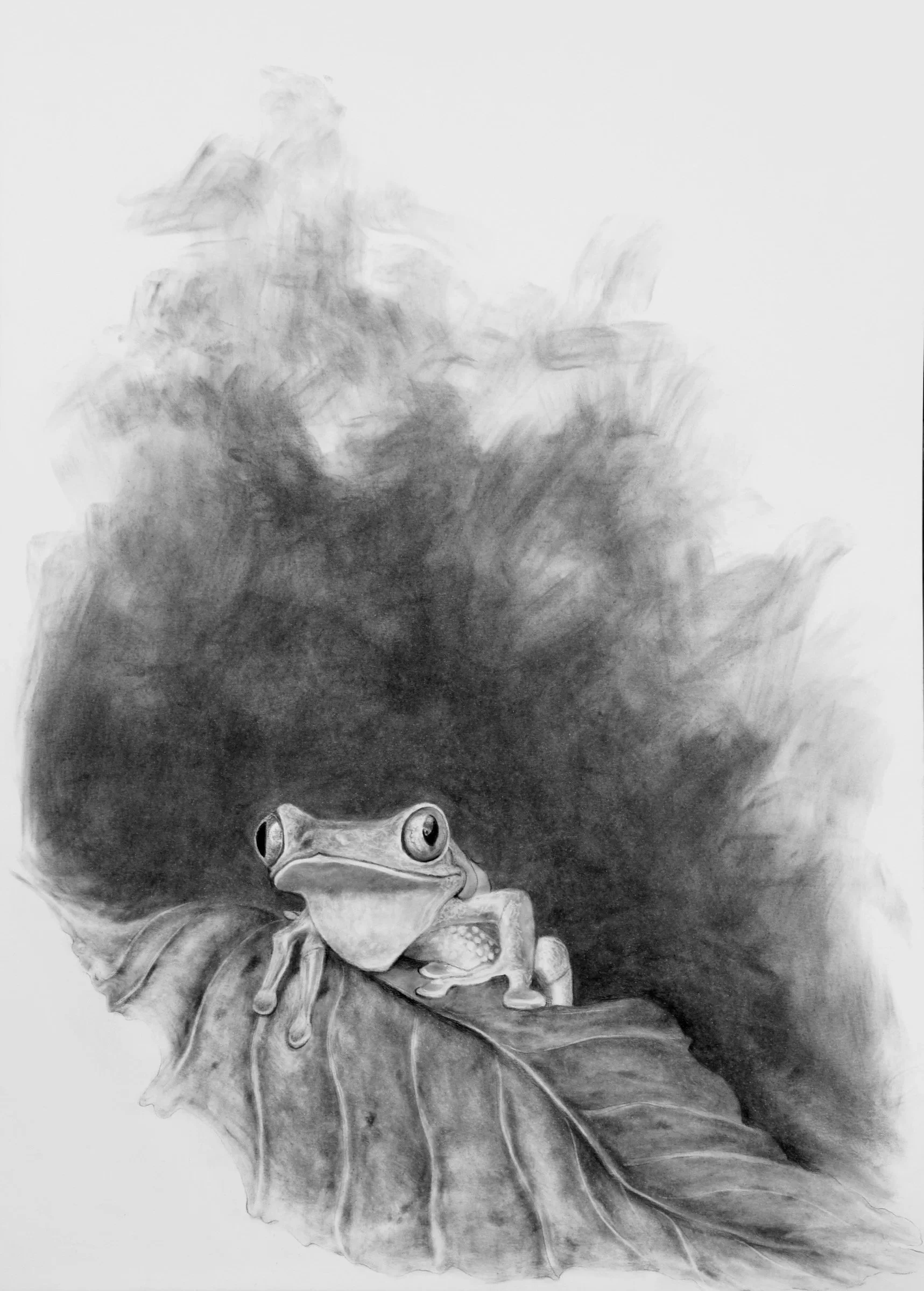 Atmospheric charcoal drawing of a tree frog resting on a leaf by Fiona Ison.