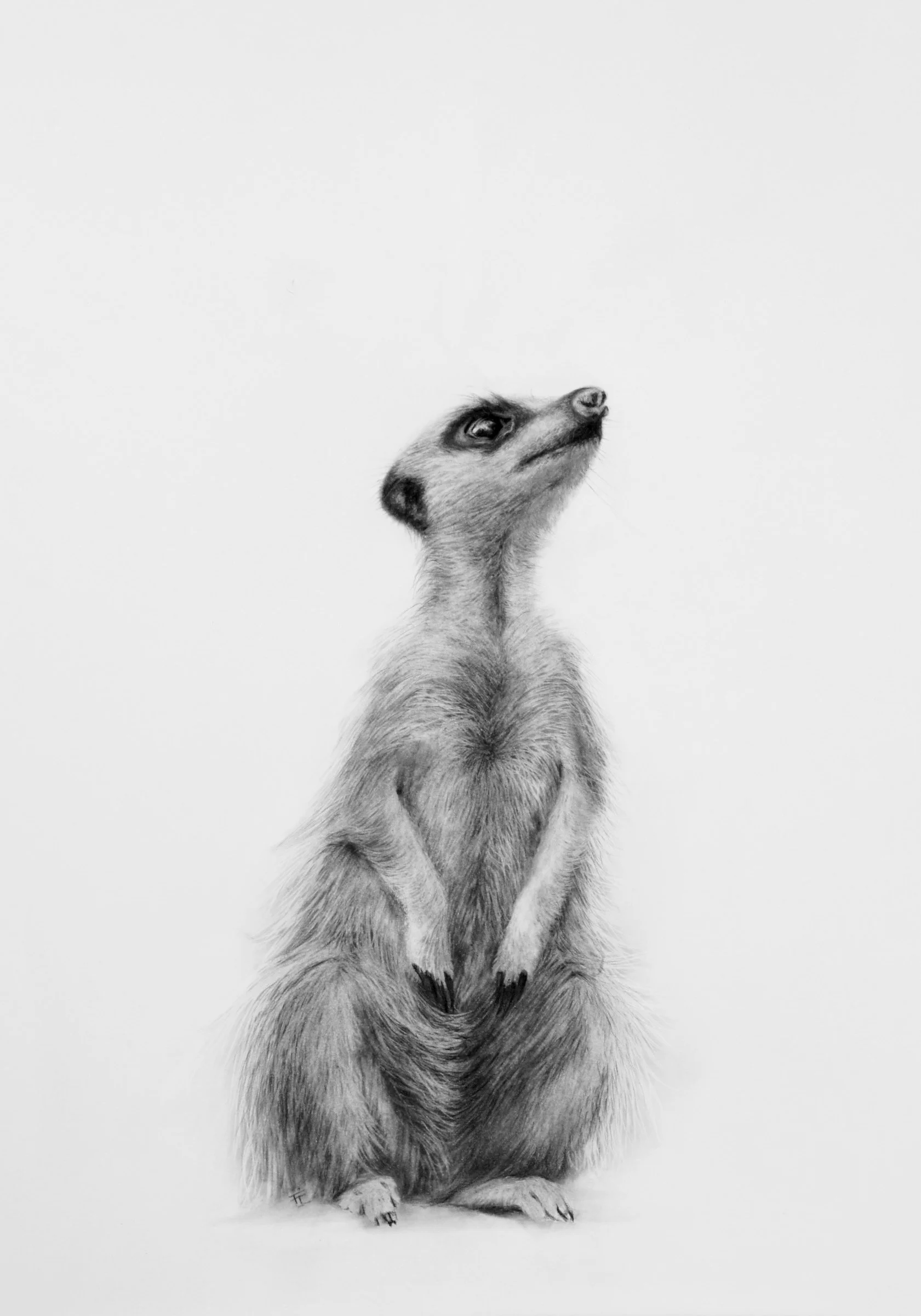 Charcoal drawing of an alert meerkat standing upright and looking towards the sky by Fiona Ison.