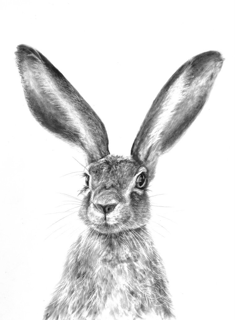 A characterful hare meets the viewer directly, its magnificent ears and alert expression creating an immediate sense of personality. Detailed charcoal marks contrast with the generous white space, celebrating individuality, confidence and the simple 