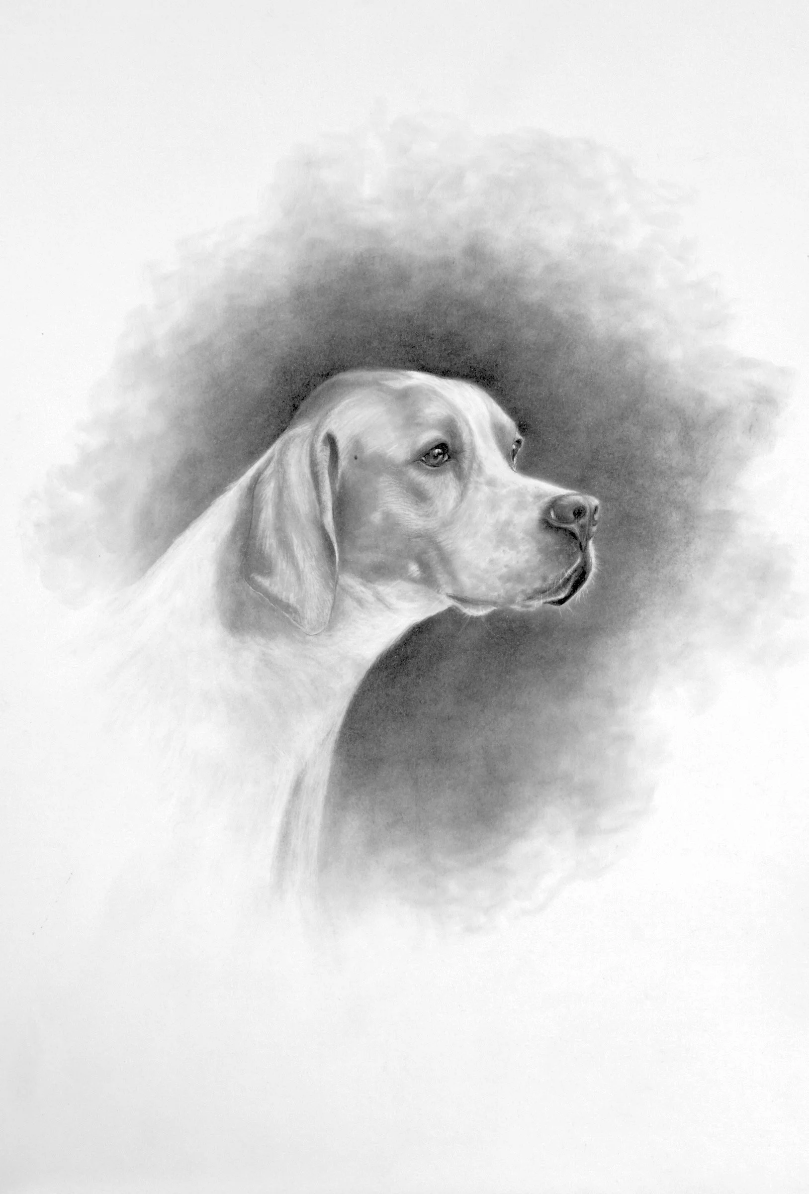 “Sam” — charcoal portrait of a pointer dog in side profile by Fiona Ison.