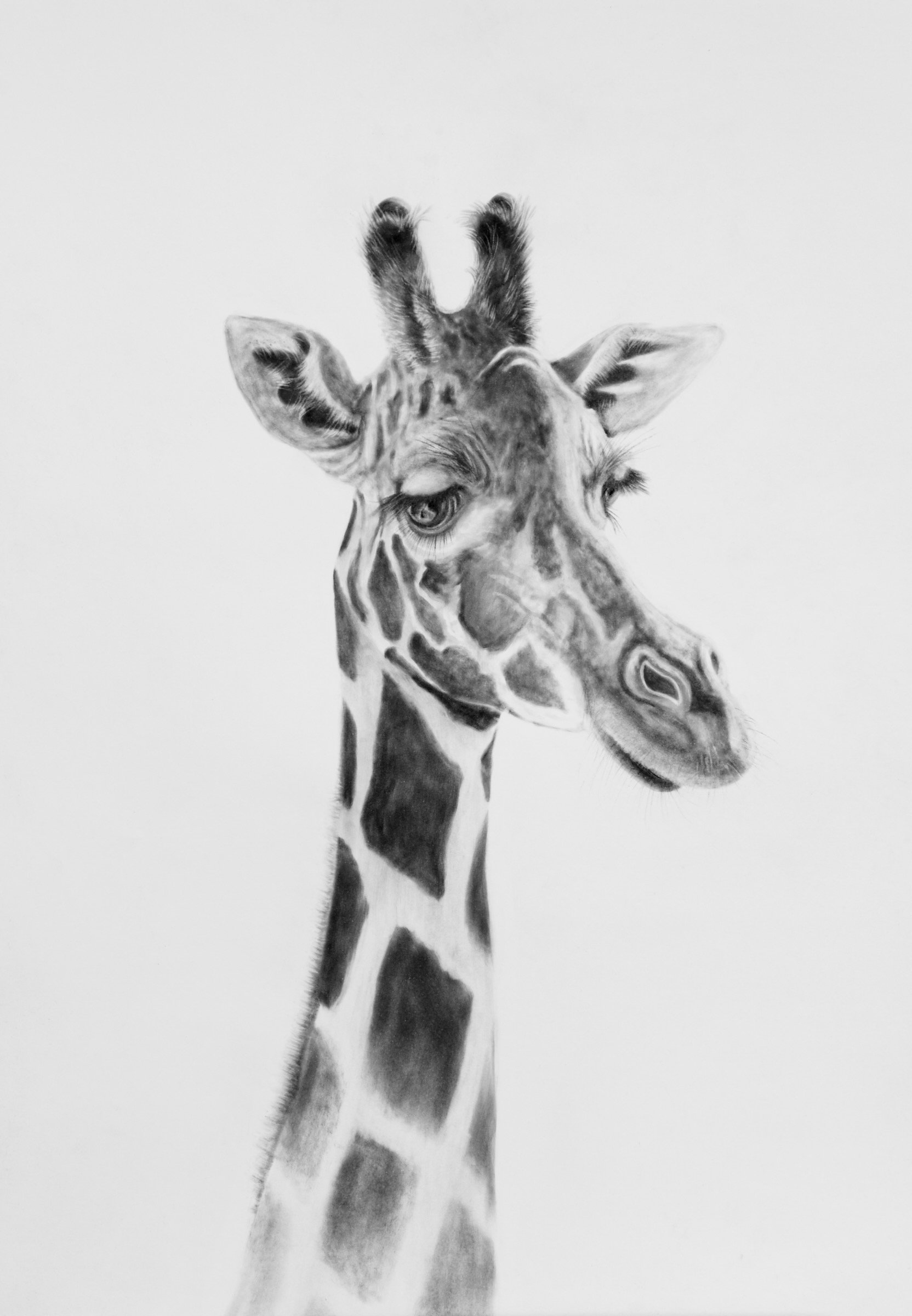 Detailed charcoal drawing of a giraffe looking towards the viewer by wildlife artist Fiona Ison.