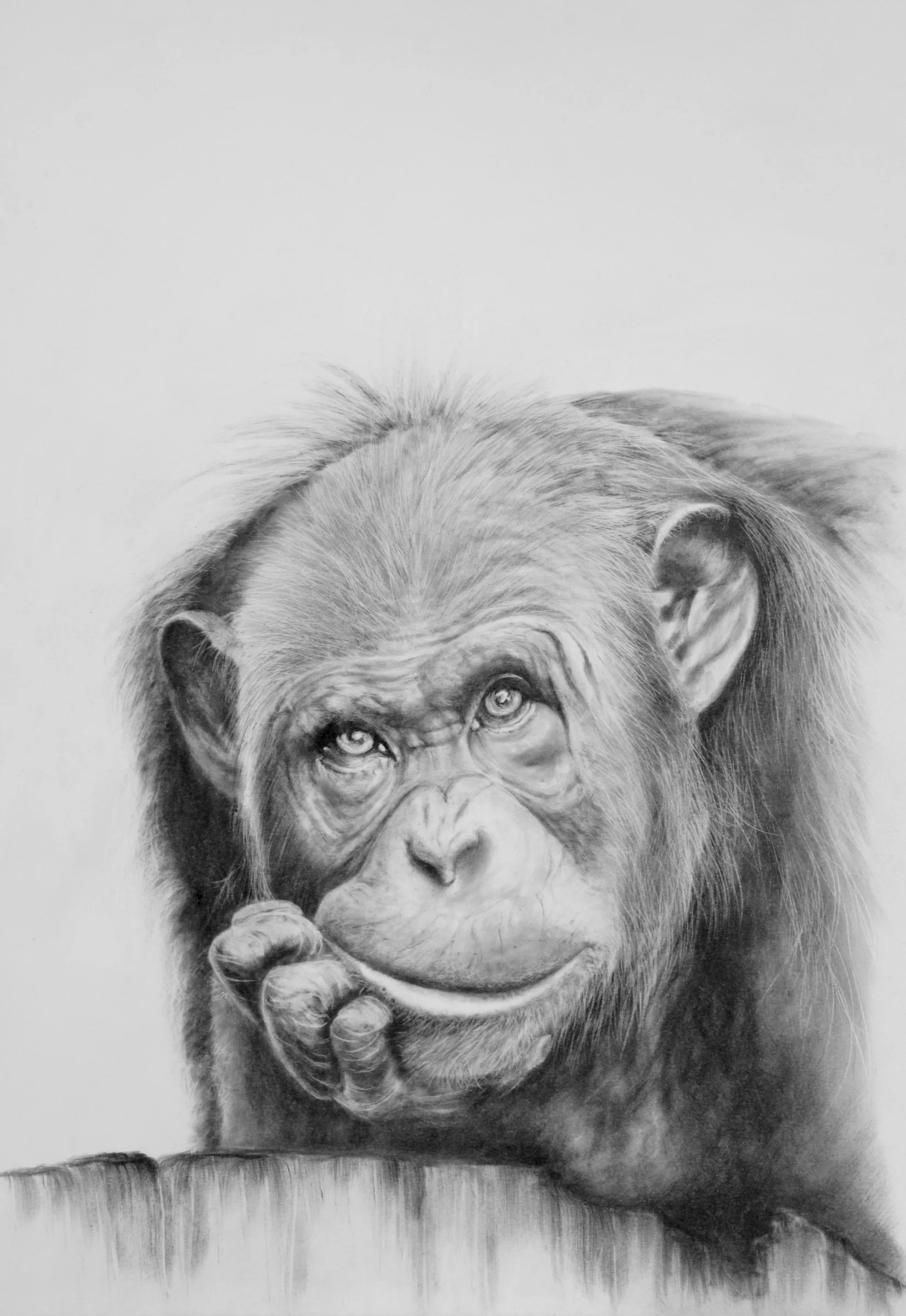 Expressive charcoal portrait of a young chimpanzee resting its chin on its hands by Fiona Ison.