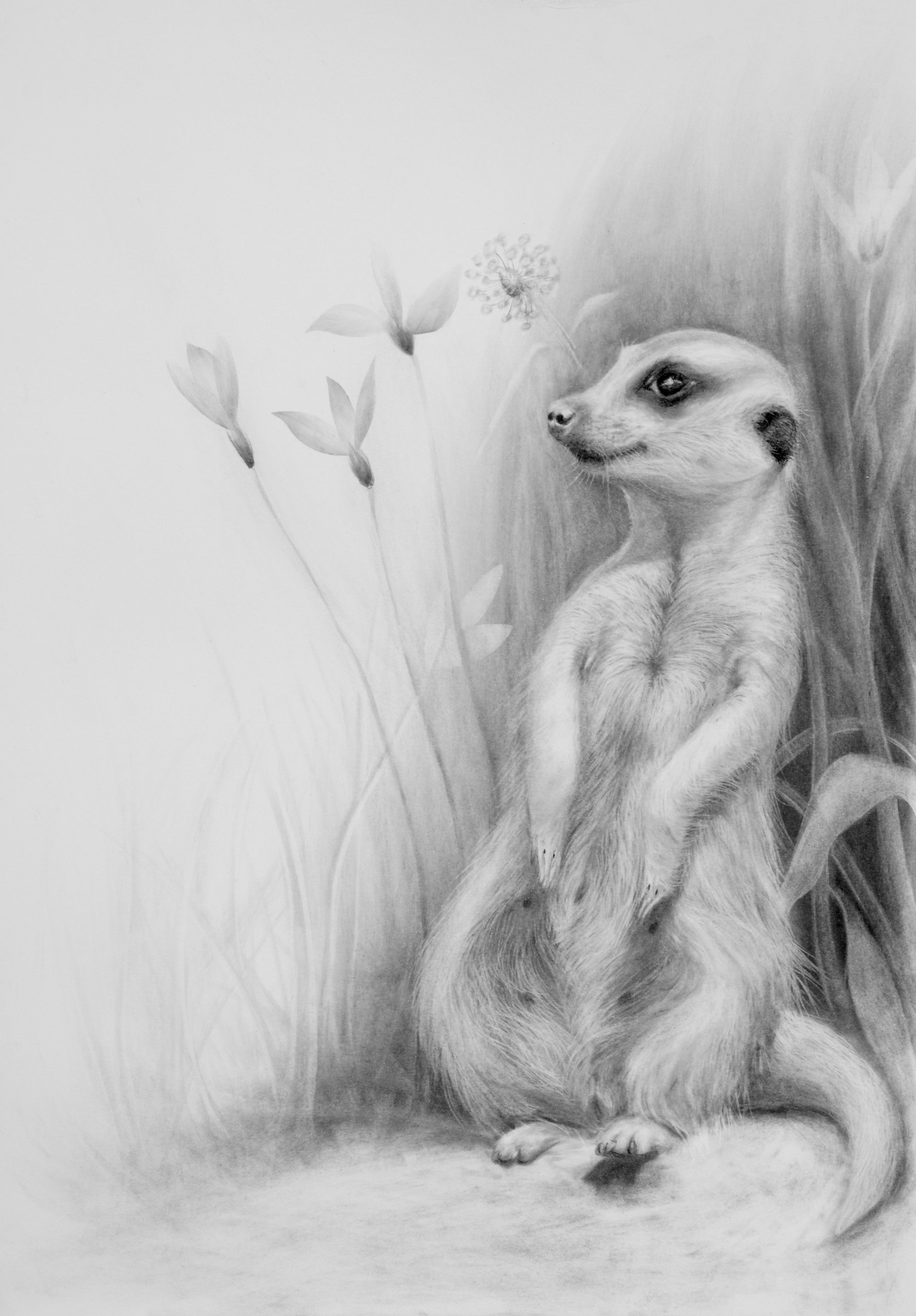 Charcoal drawing of a meerkat standing among delicate grasses and wildflowers by Fiona Ison.