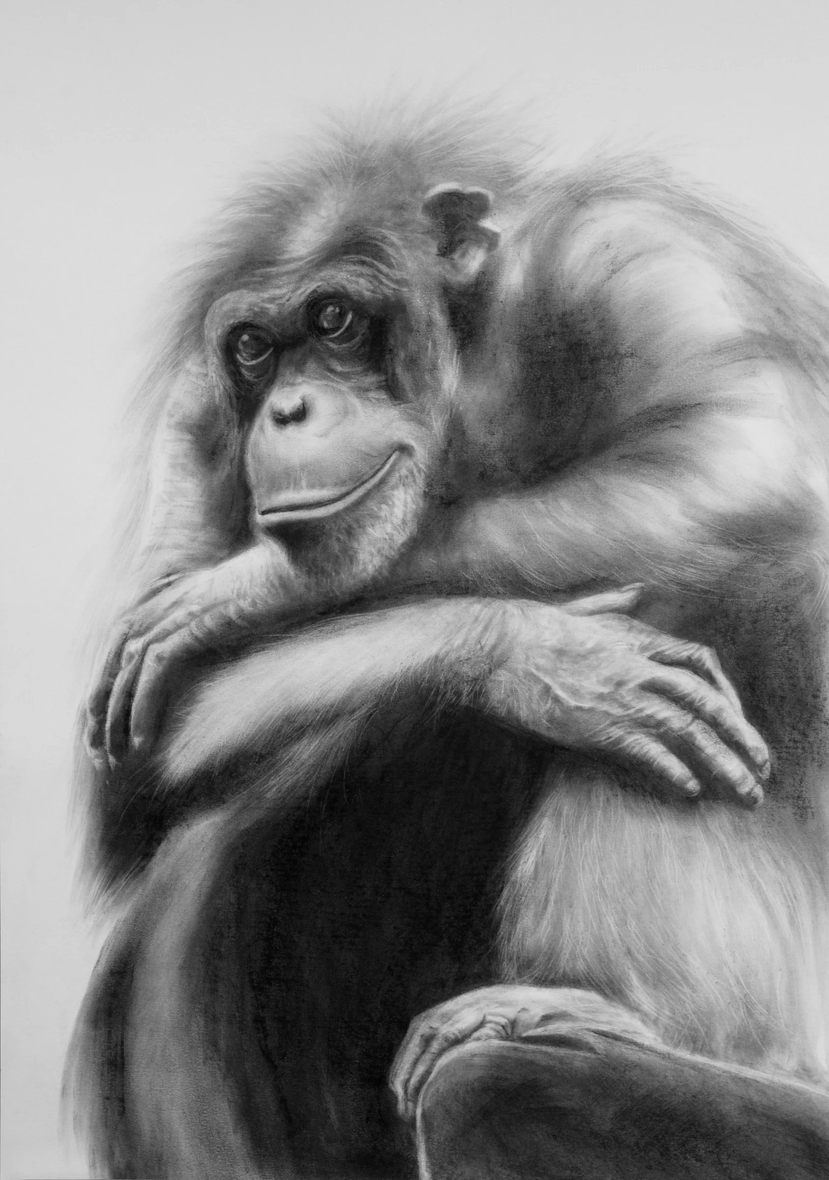 Expressive charcoal portrait of a chimpanzee looking outward with its arms folded by Fiona Ison.