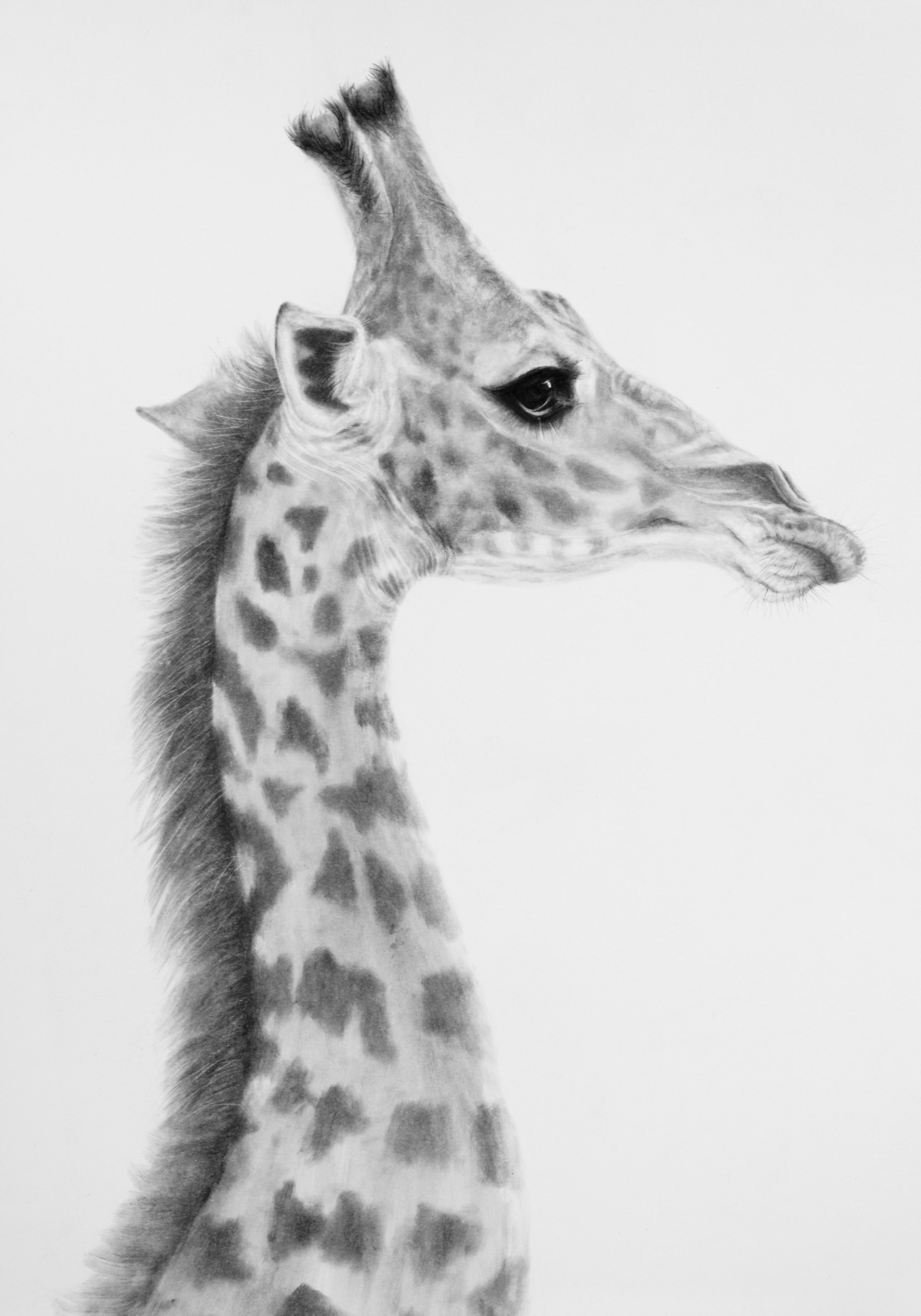 Detailed charcoal drawing of a giraffe in side profile by wildlife artist Fiona Ison.