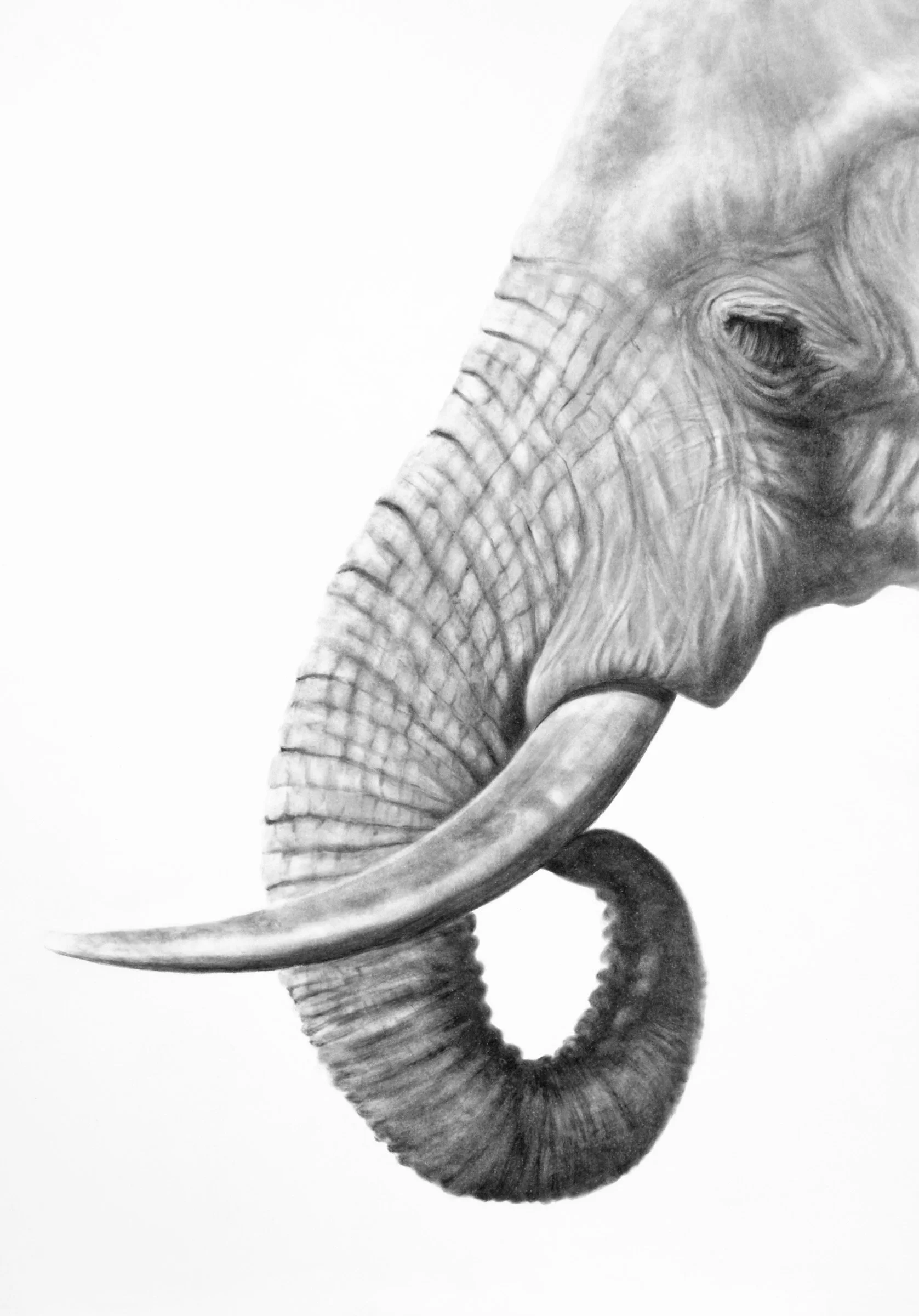 Detailed charcoal drawing of an elephant in side profile, showing its curled trunk and tusks, by Fiona Ison.