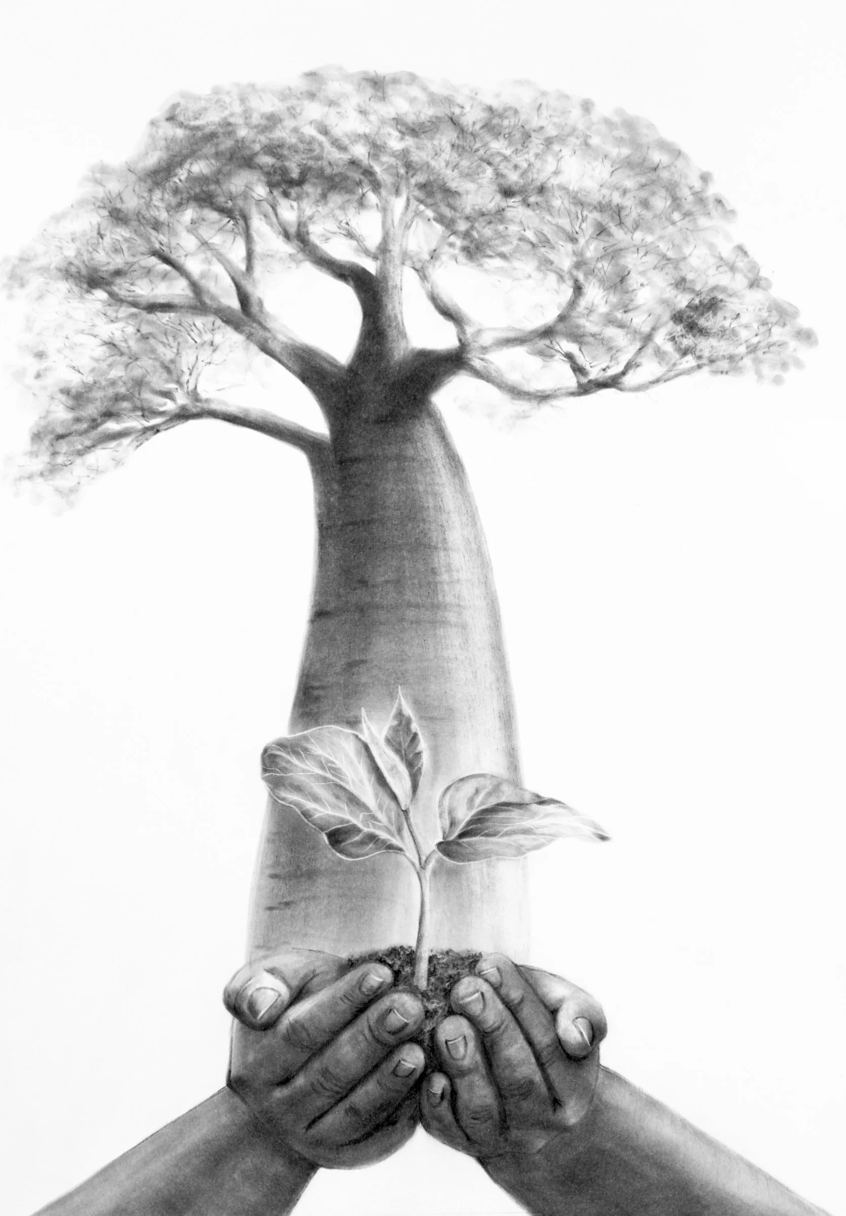 Charcoal drawing of a majestic baobab tree with a young seedling growing beneath it by Fiona Ison.