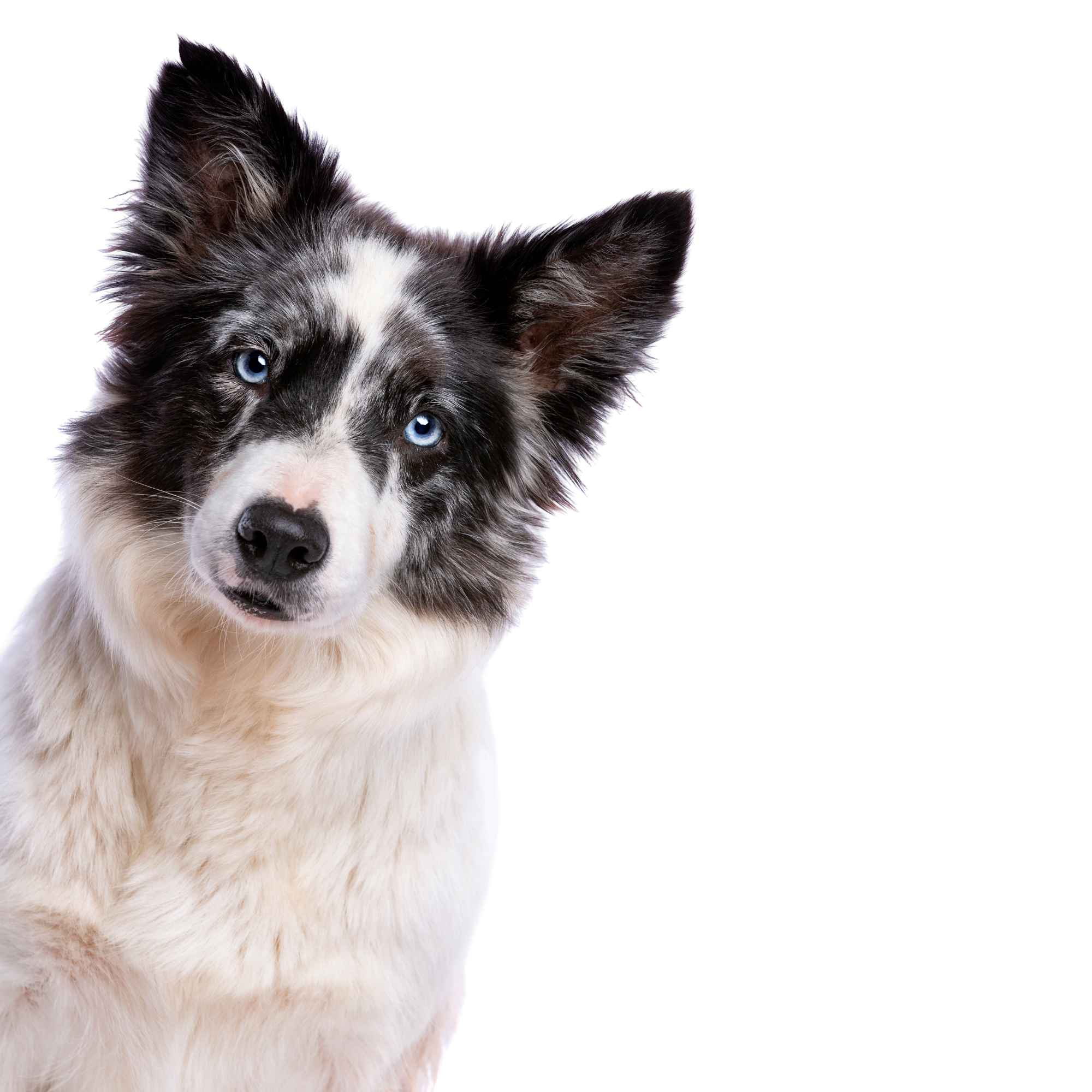 Close-up of a dog with striking blue eyes and a black and white fur coat, set against a black background.