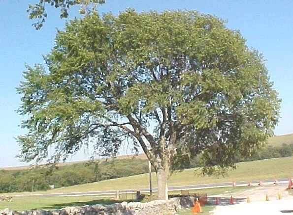American Elm. Pollen released in February. 