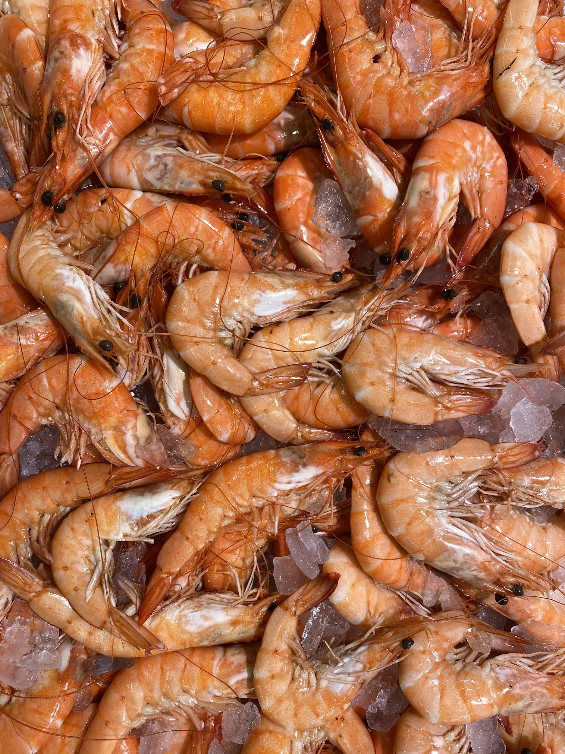 Fresh shrimp with shells, heads, and antennae, on ice.