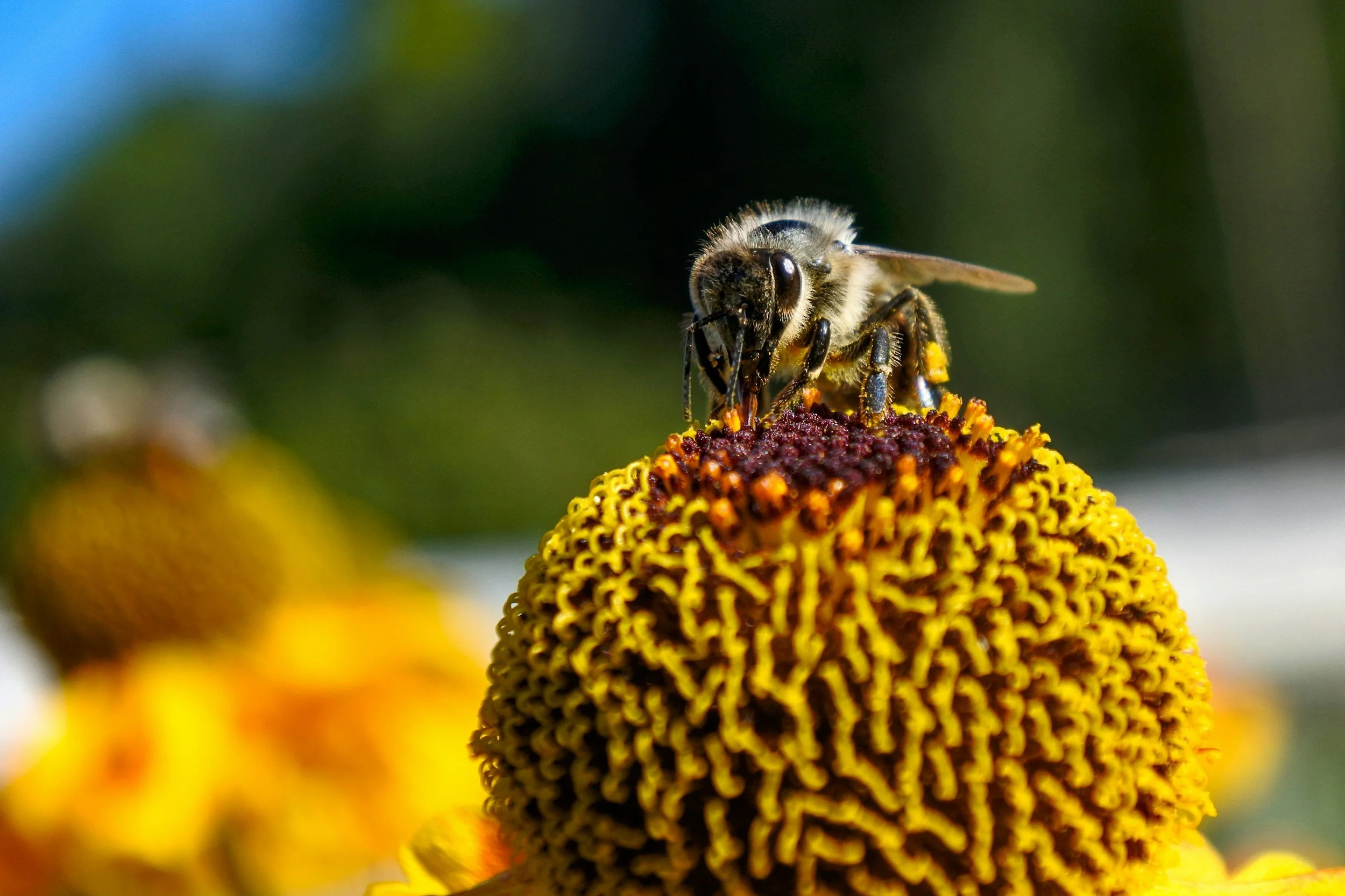 Southwest Allergy and Asthma Associates