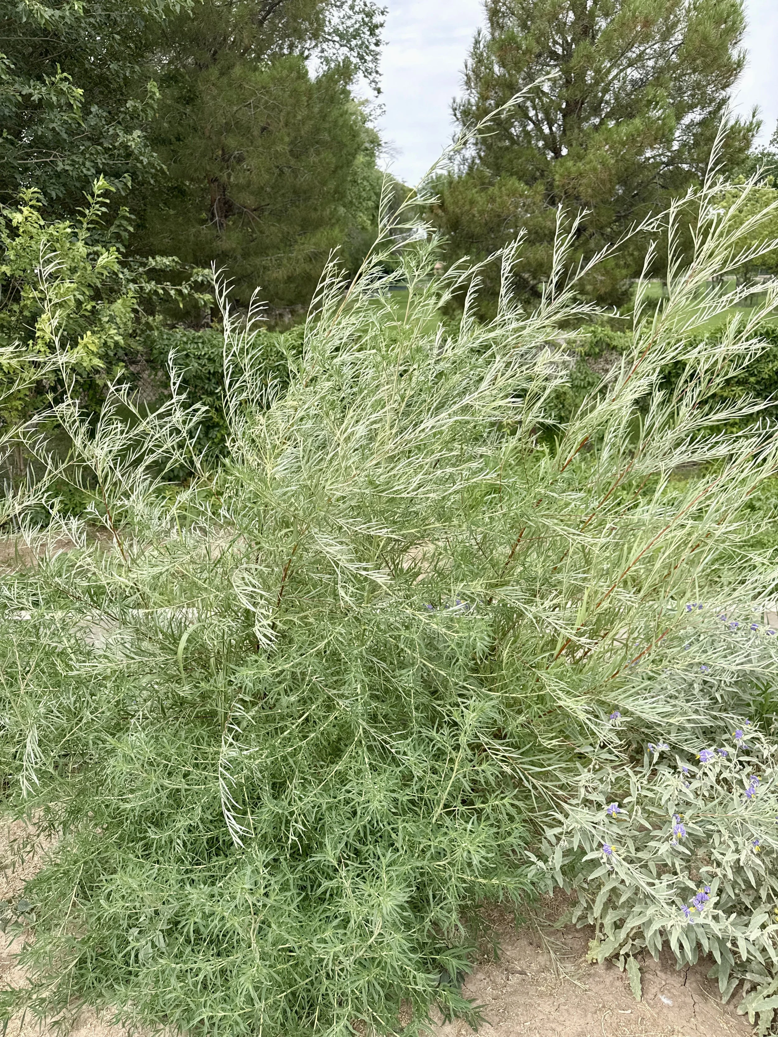 Sagebrush. Late August to October. Most pollen comes from the wild variety. Some ornamental "sages" are planted in yards and parks. These are: Autumn Sage, Mexican Bush Sage, May Night and Culinary Sage.