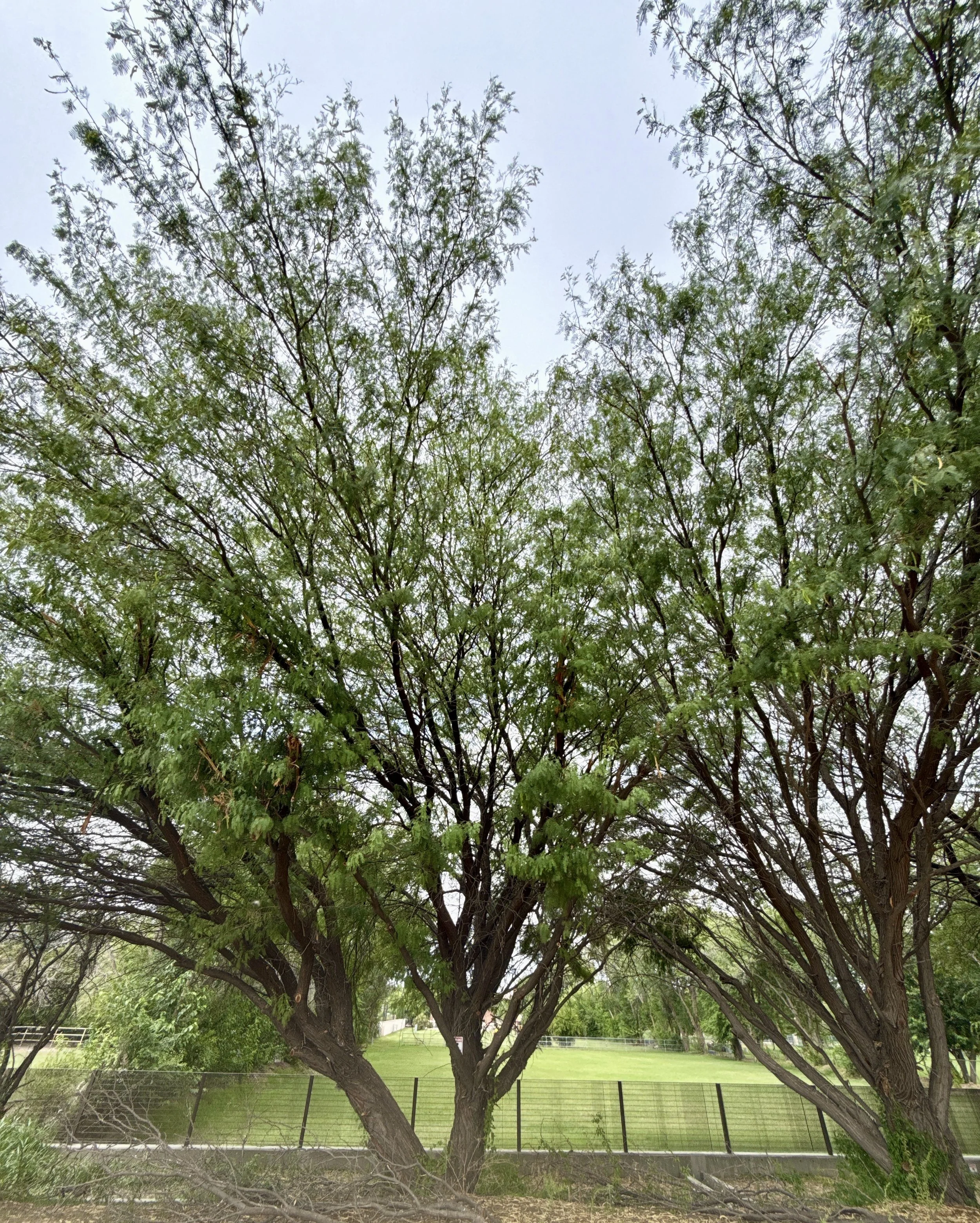 Honey Mesquite. Pollenates late April into May