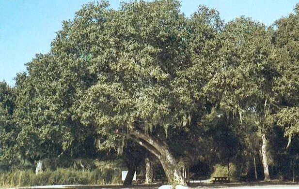 Cottonwood Tree - April pollen. The "cotton" does not actually cause allergies. It is the microscopic pollen that does.