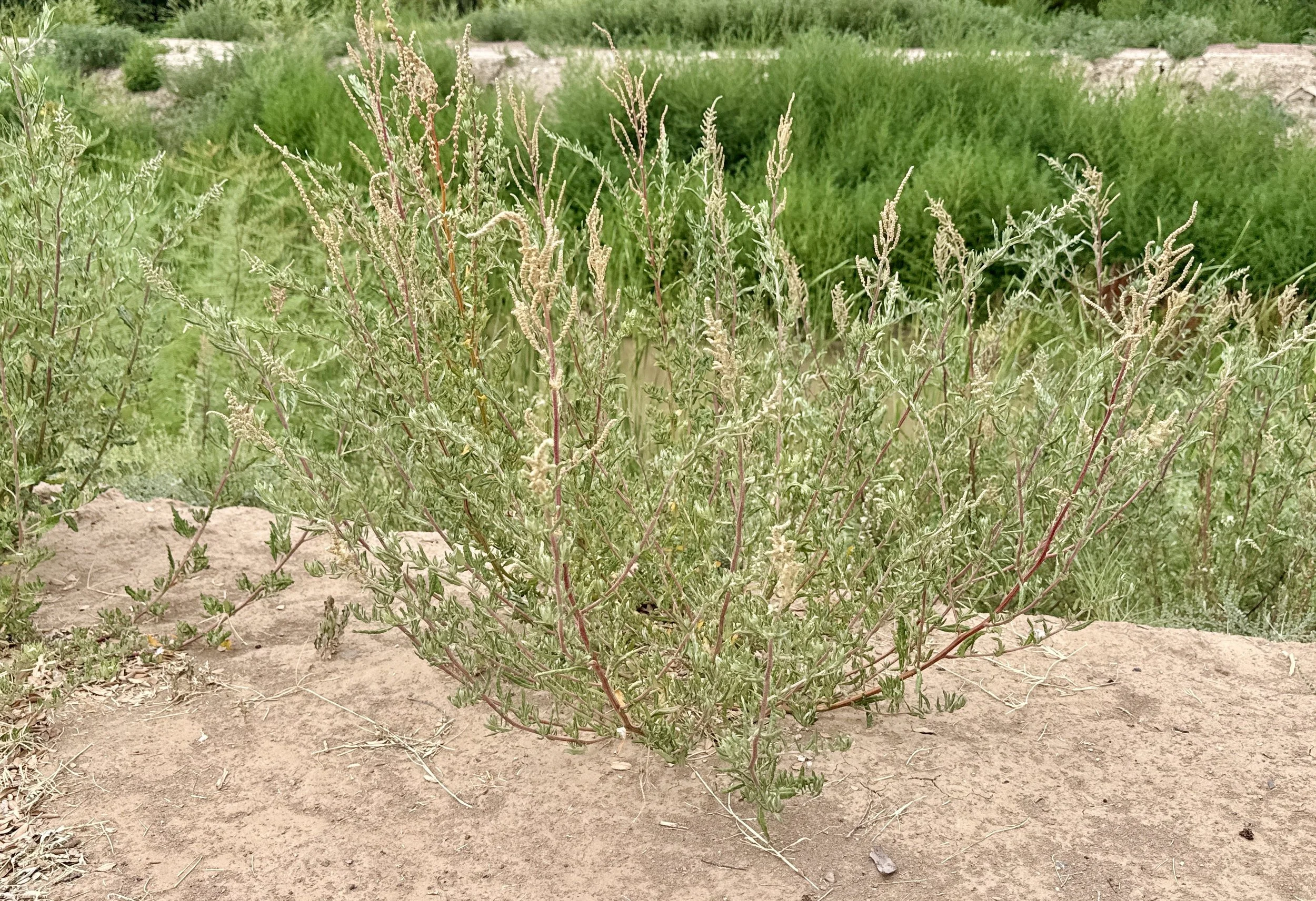 Firebush. Pollen released August to November. 