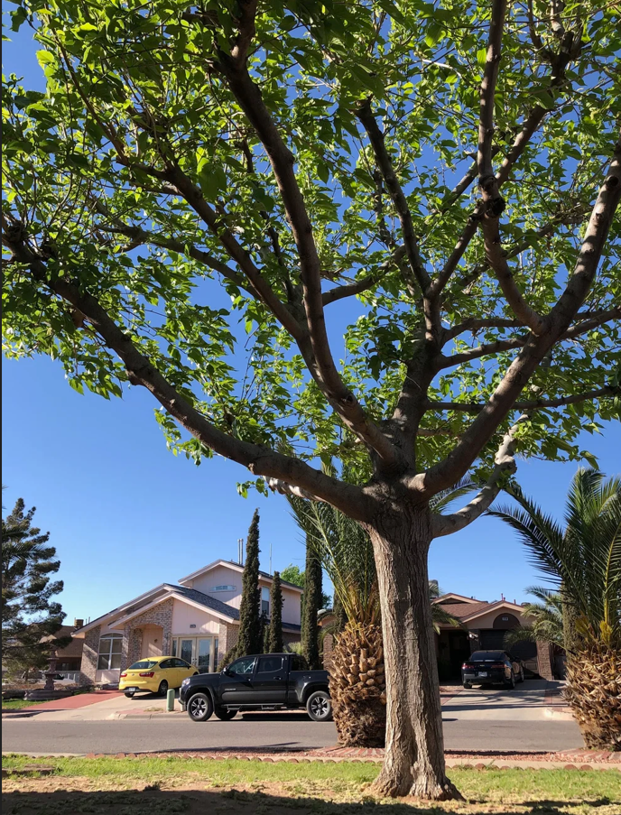 Mulberry Tree - Severe allergy producing in March and April