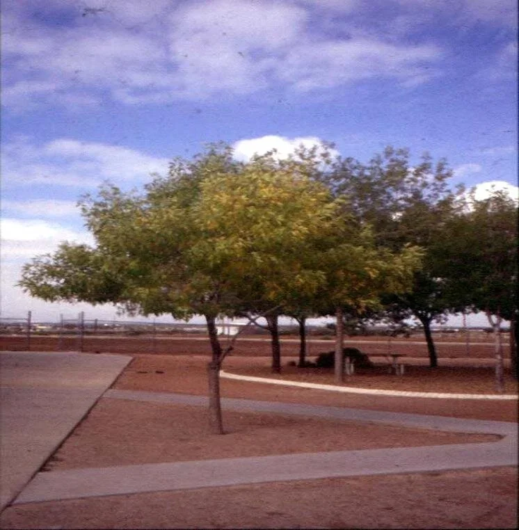 Ash Trees - March/April pollen. Most popular tree being planted nowadays.
