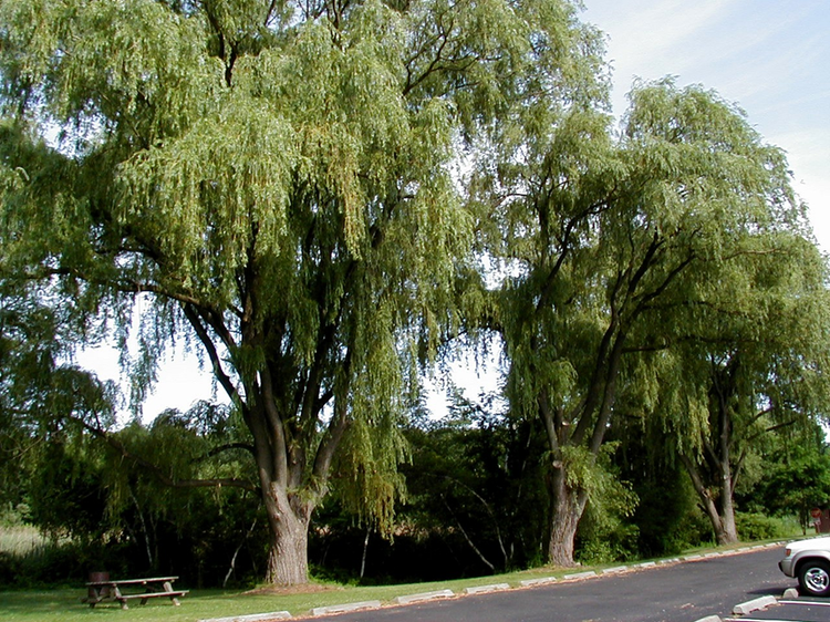 Willow trees - May pollen