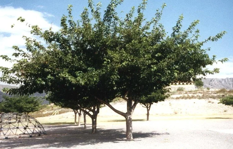 Mulberry trees planted at a school.
