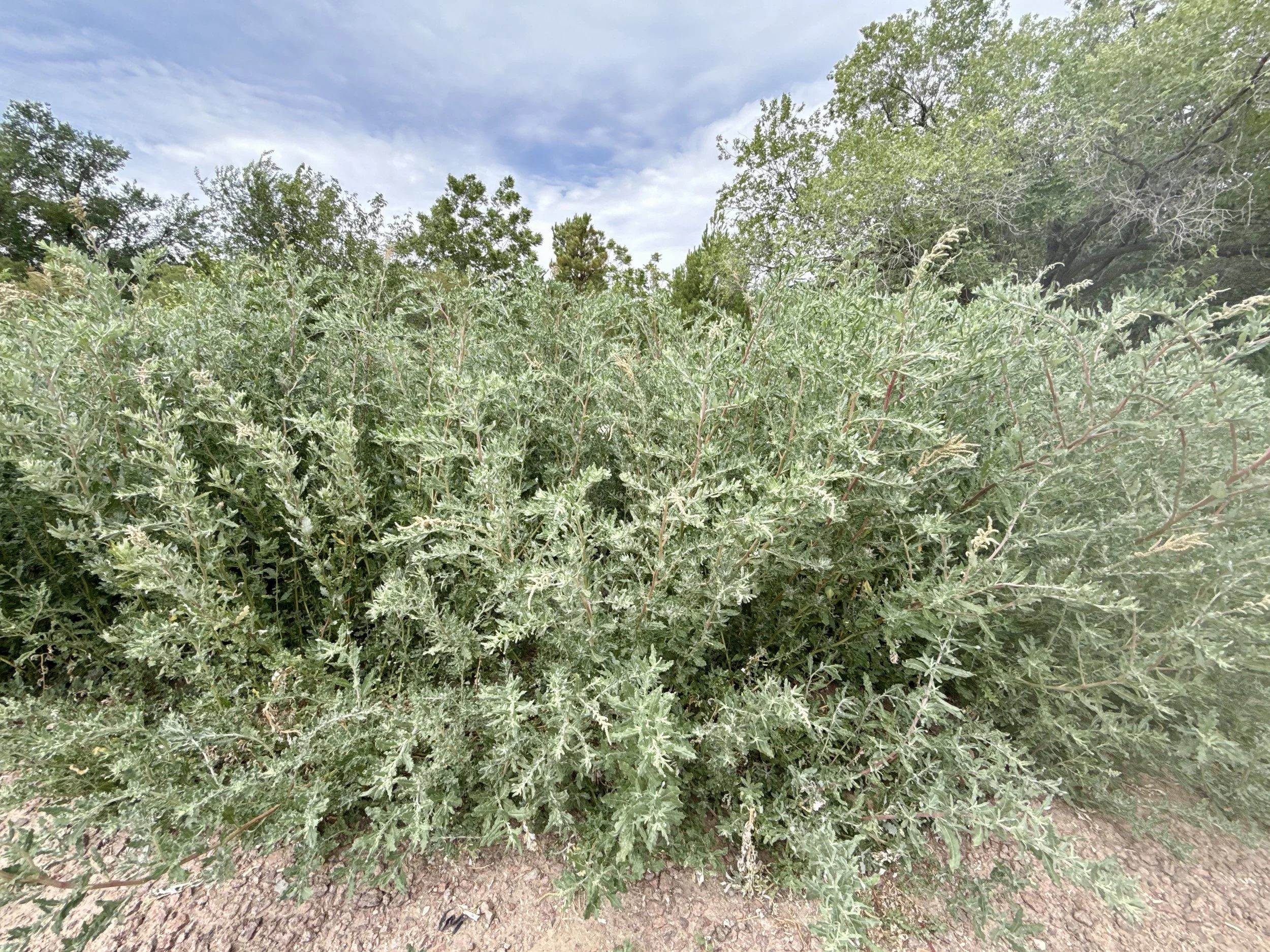 Saltbush. Pollen released July to September