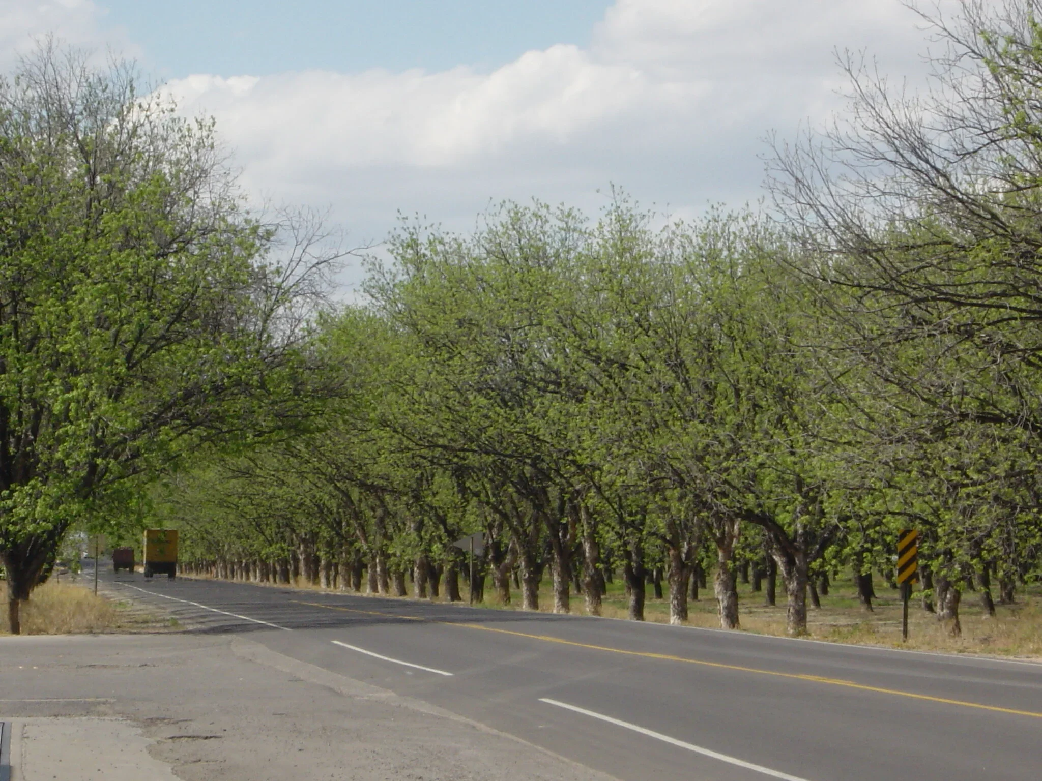 Pecan trees - May pollen. These are found in the Upper and Lower Valley