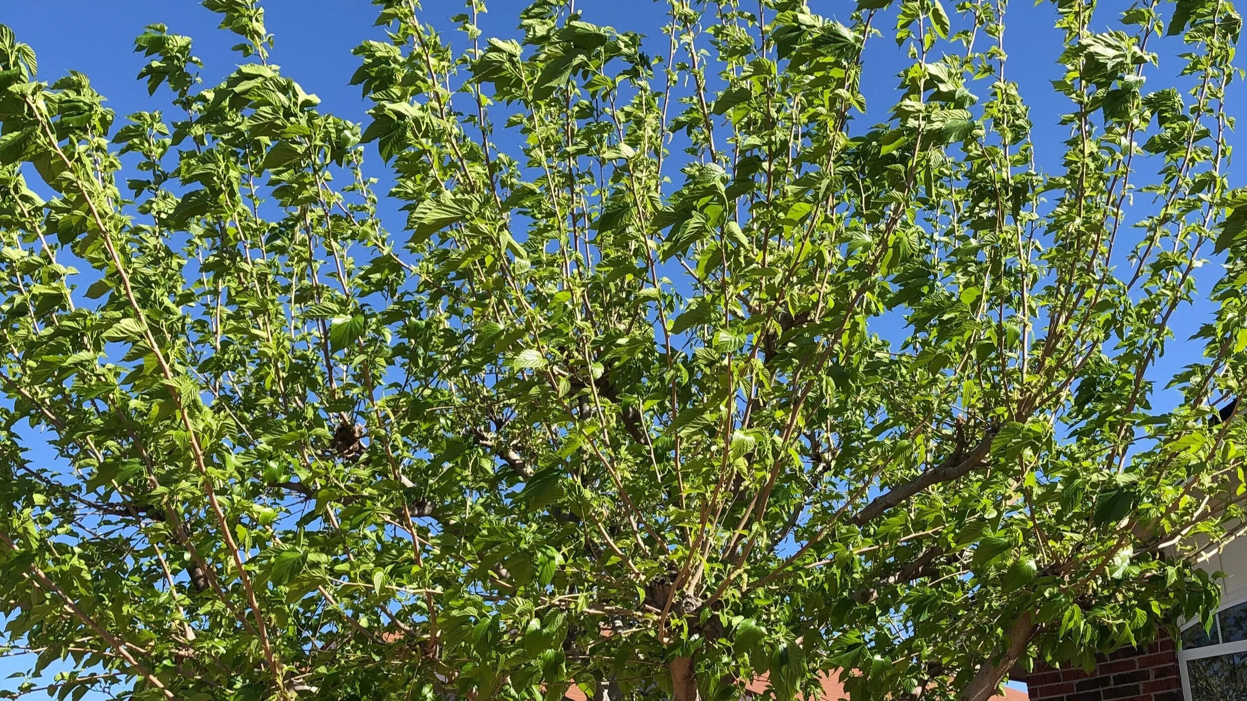 Mulberry allergy making you miserable?