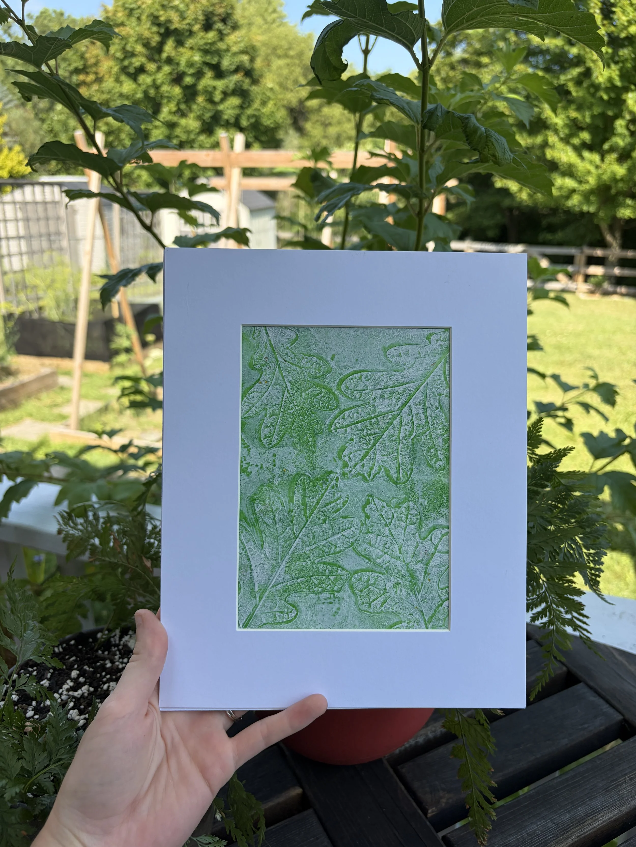 White Oak Leaf Framed Print