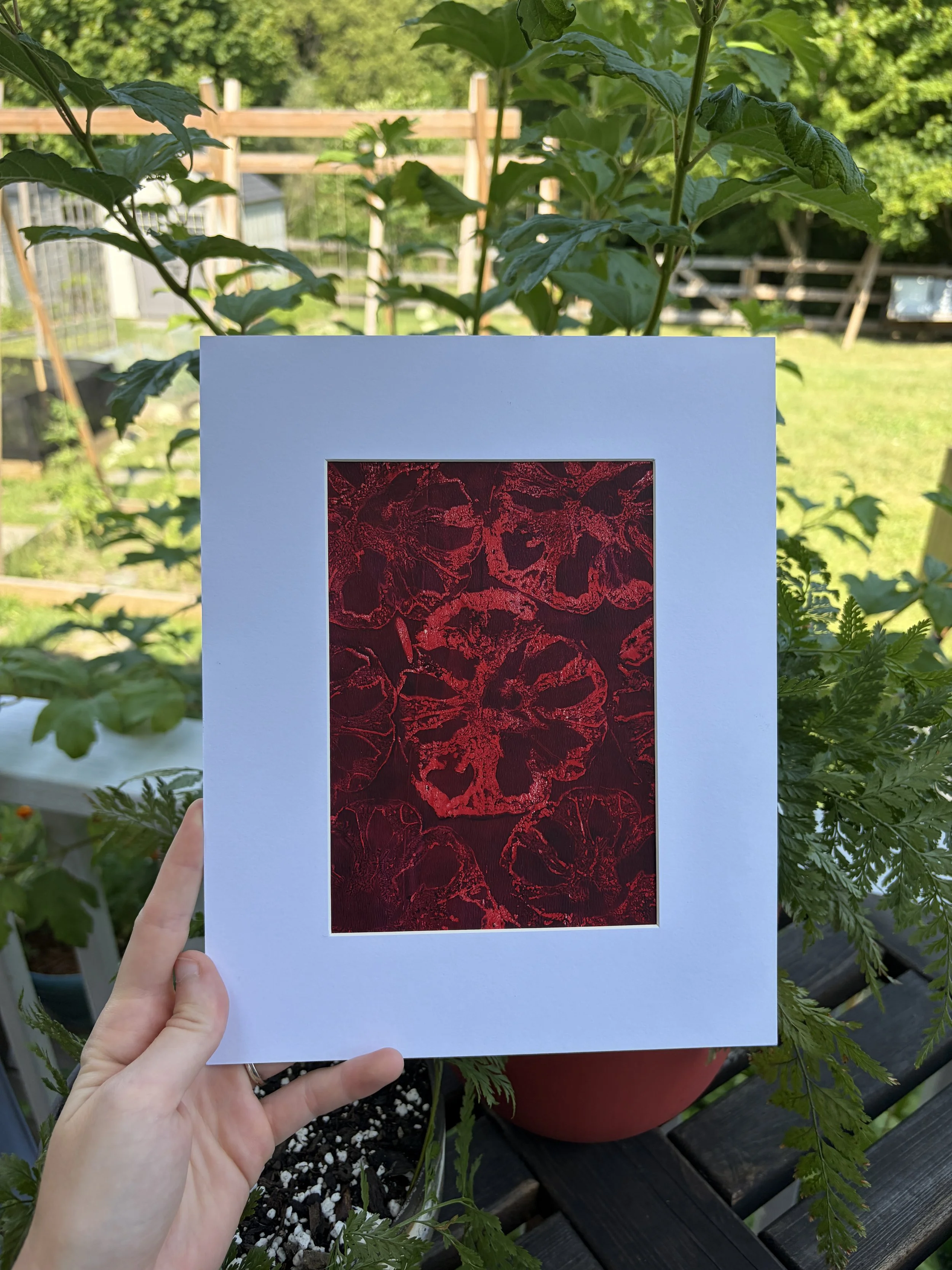 Heirloom Tomato Framed Print