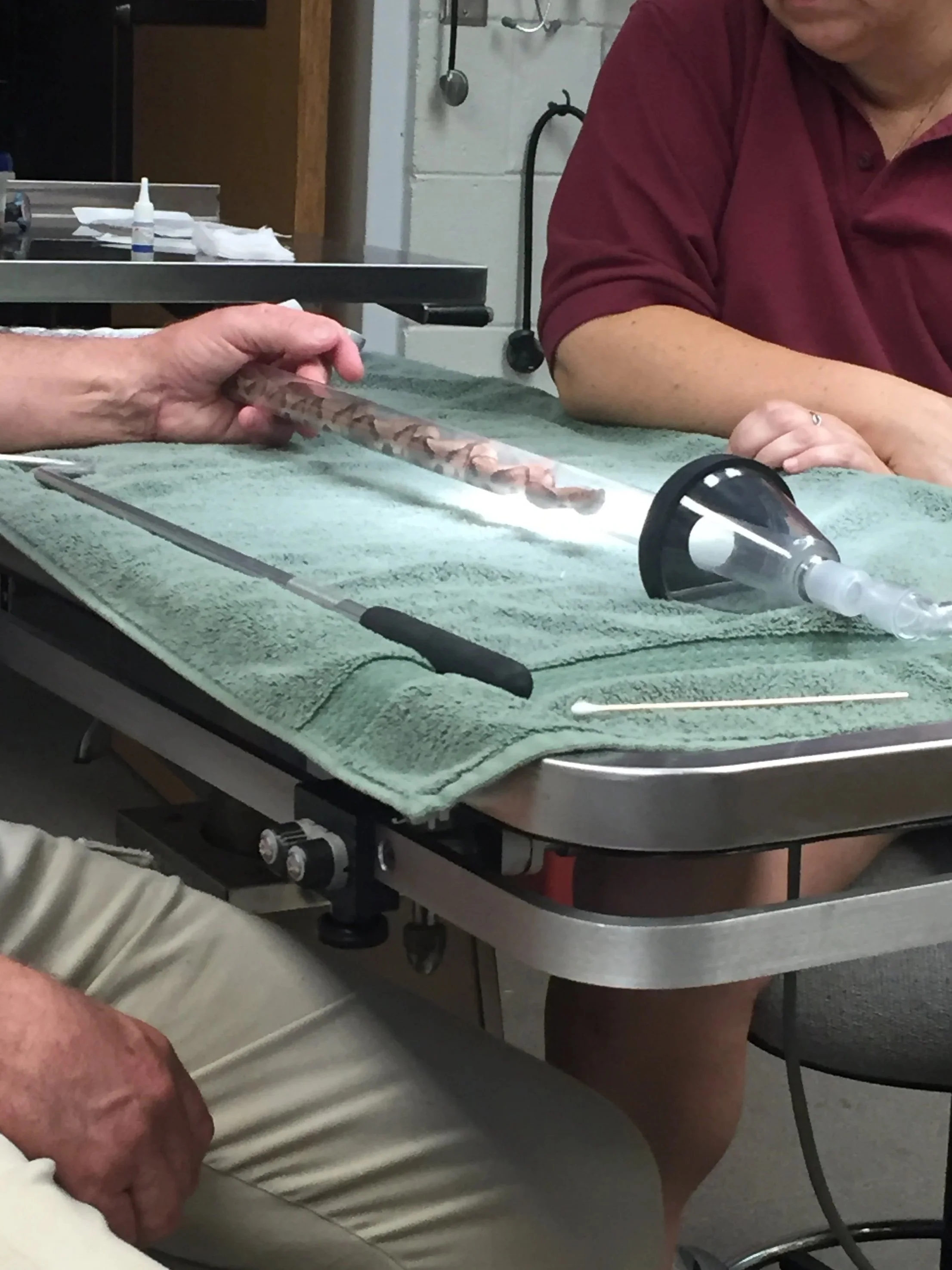 Copperhead snake getting the radio telemetry removed