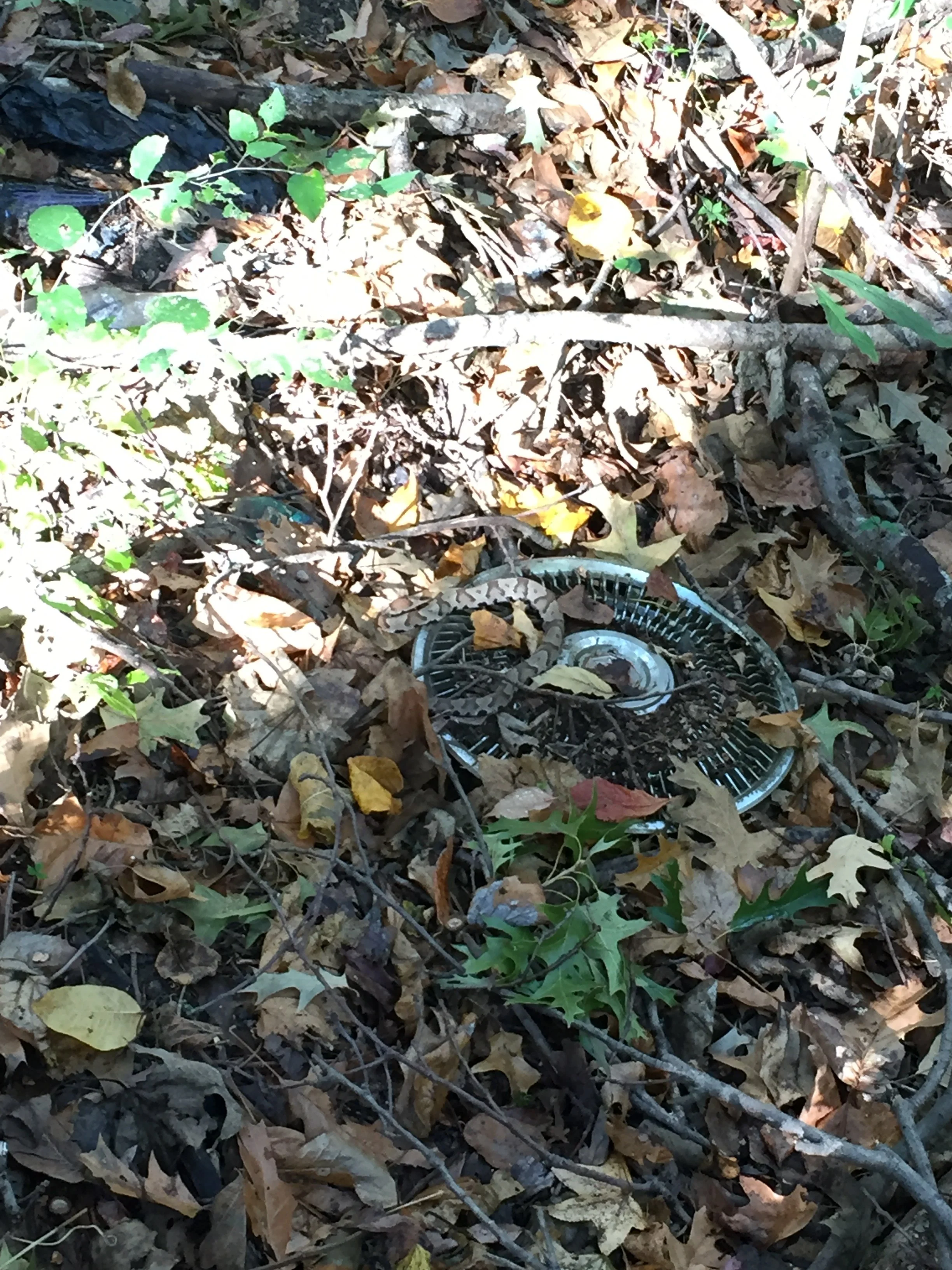 Copperhead snake casually sunbathing within Overton Park in Memphis TN