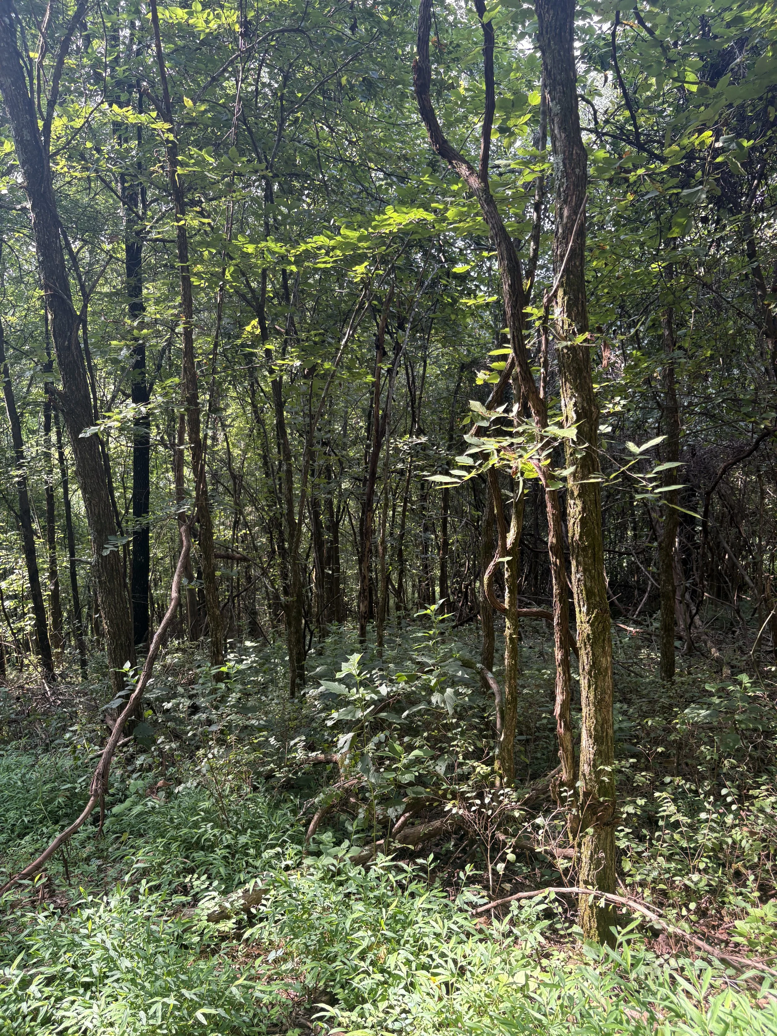 Thick forest with dense green foliage, trees with textured bark, and a variety of undergrowth plants.