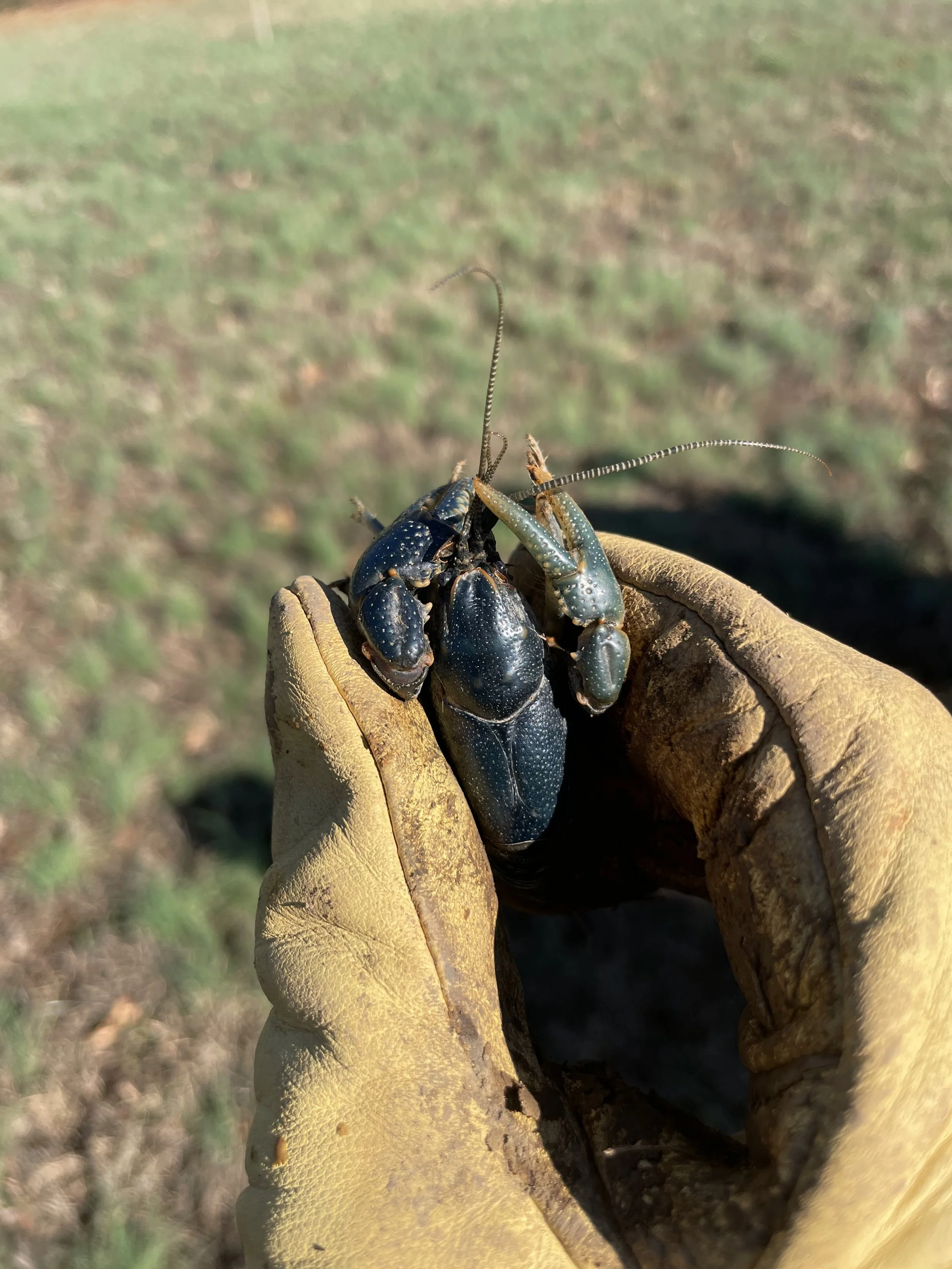 Rare Blue Crayfish found in Middle Tn while boring a hole.
