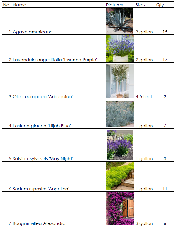 A table listing seven plant species with their pictures, sizes, and quantities. The plants include Agave americana, Lavender angustifolia 'Essence Purple', Olea europaea 'Arbequina', Festuca glauca 'Elijah Blue', Salvia x sylvestris 'May Night', Sedum rupestre 'Angelina', and Bougainvillea Alexandra.