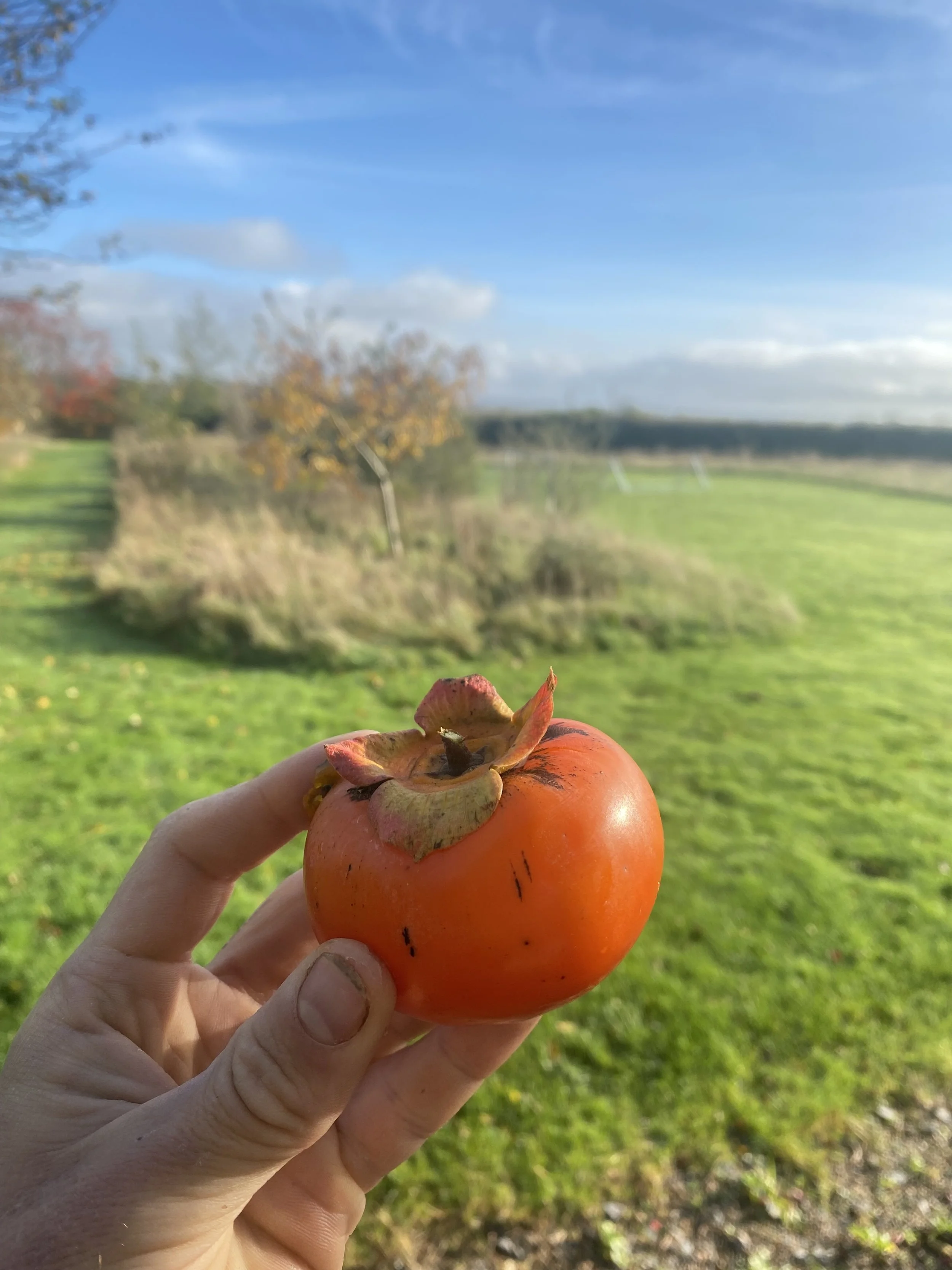 IMG_0272.jpeg