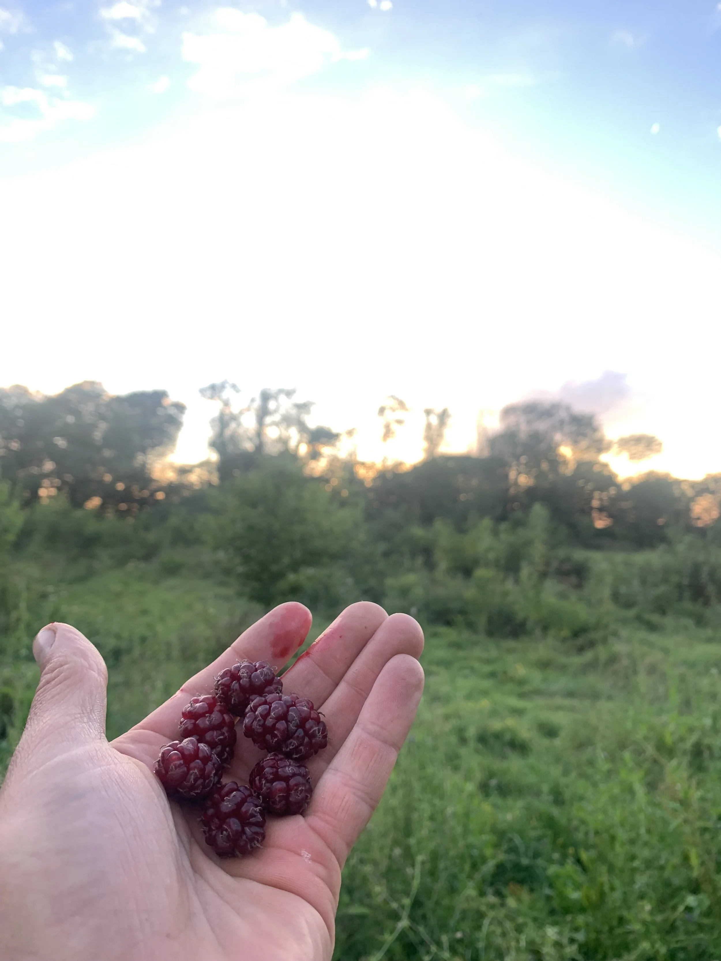 IMG_9628.jpeg