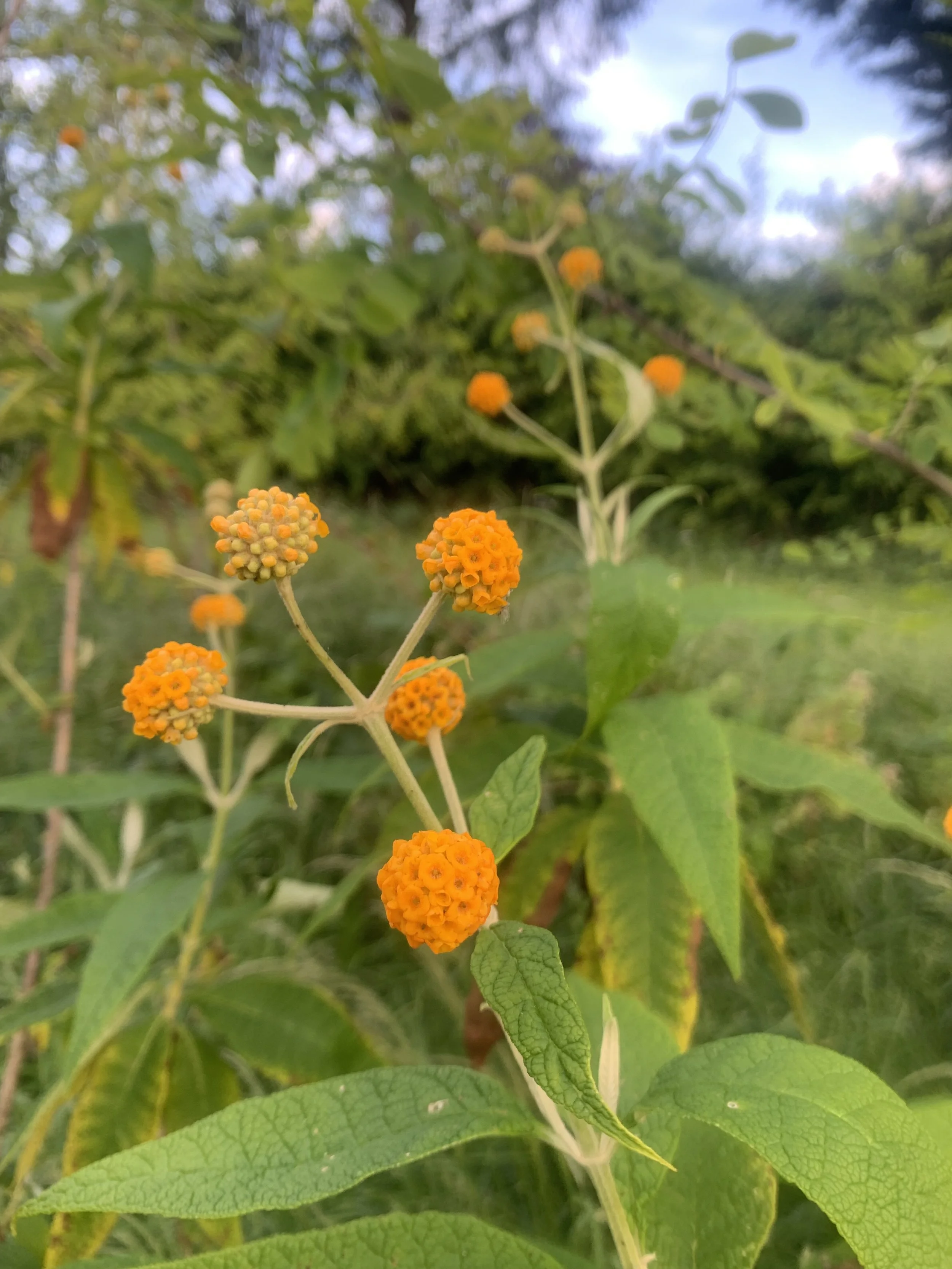 IMG_1930.jpeg