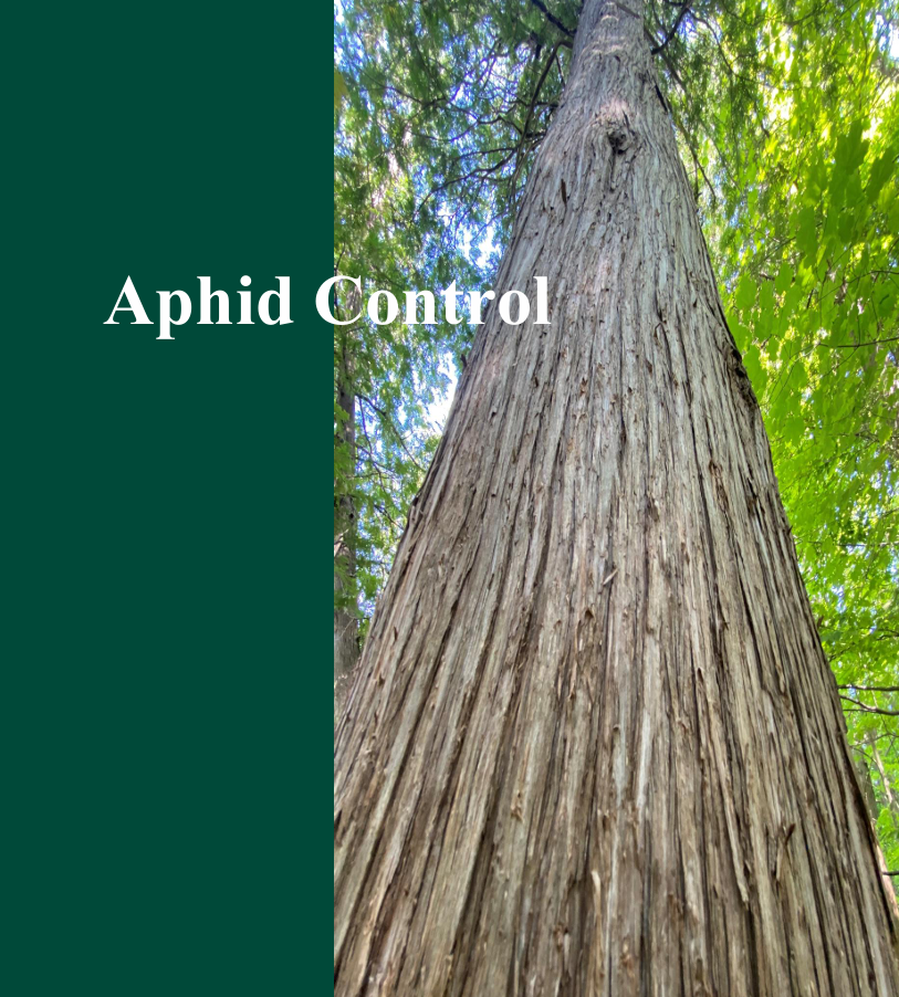 Looking up at a tall tree in a forest with green leaves and blue sky